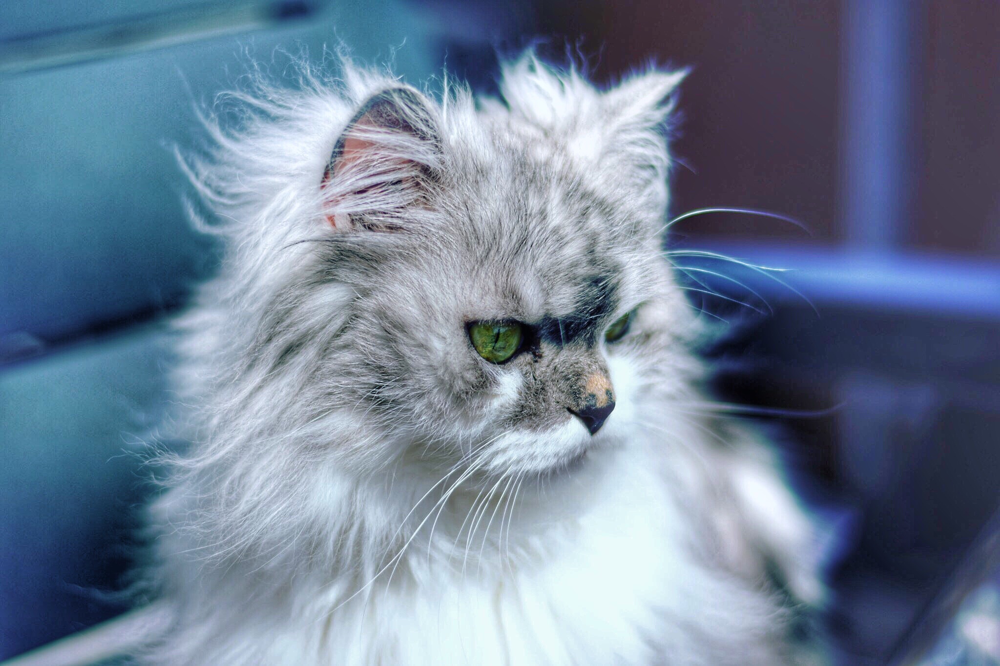 PCデスクトップに涼しい, ふかふかした, ふわふわ, 動物, ネコ, 猫画像を無料でダウンロード