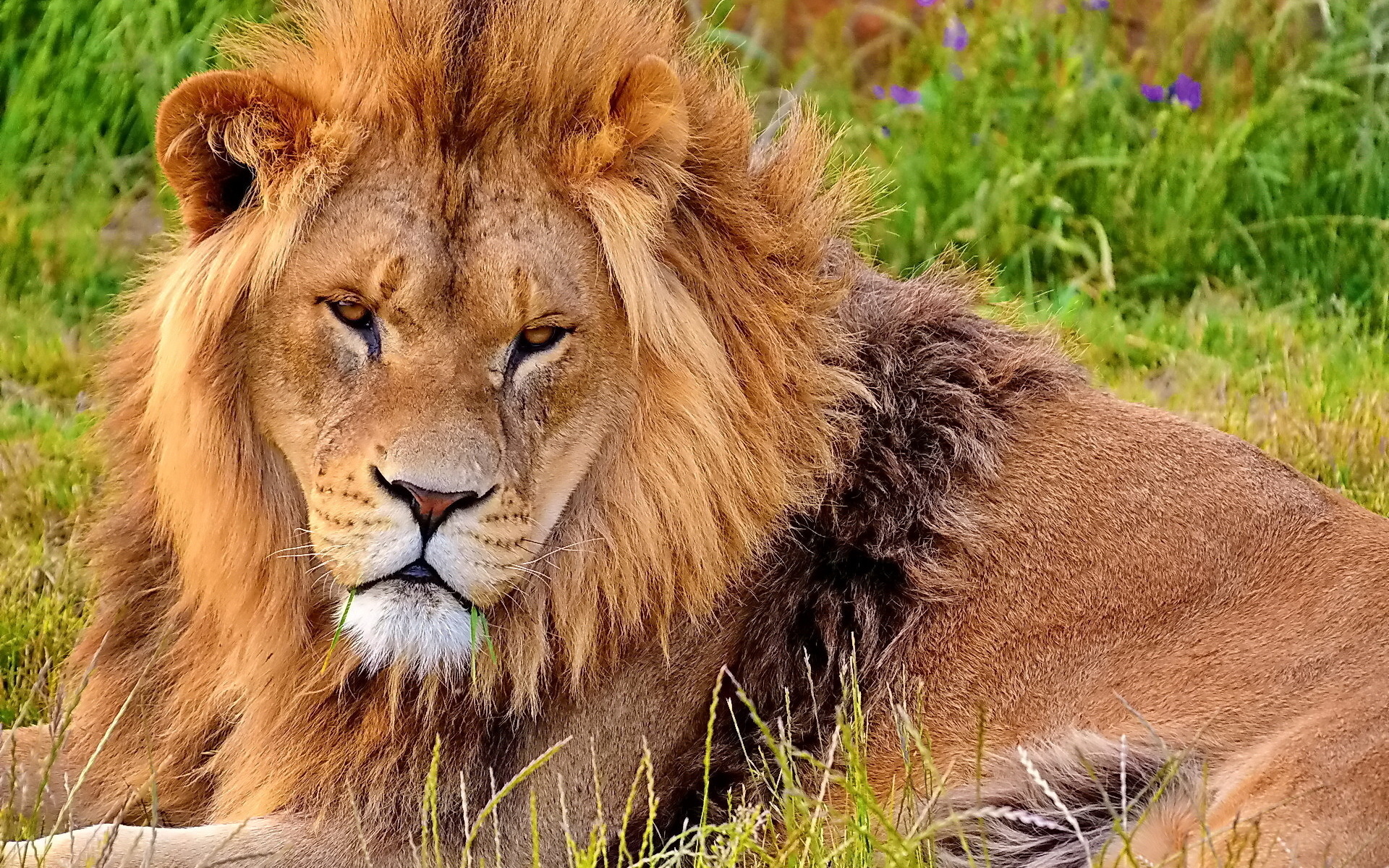 Descarga gratuita de fondo de pantalla para móvil de León, Gatos, Animales.