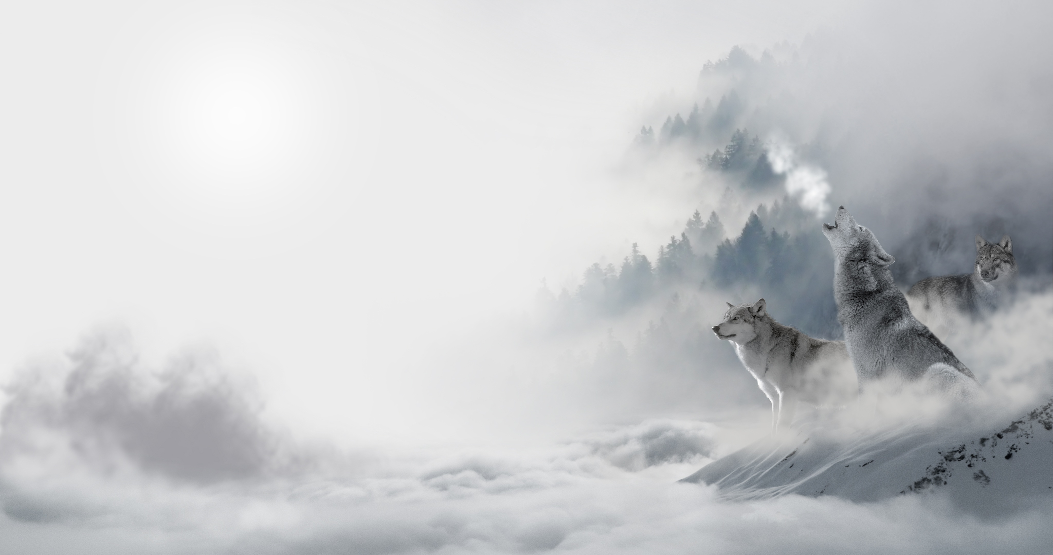 animals, wolfs, winter, snow, predators, howl