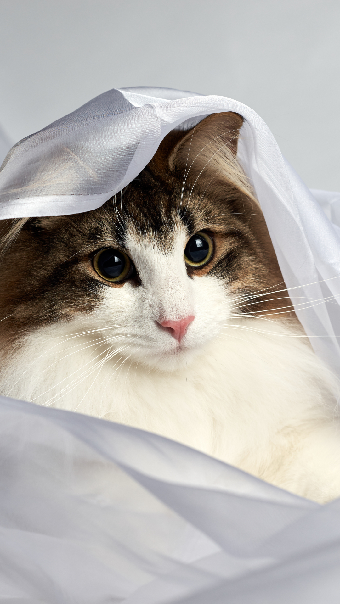 Download mobile wallpaper Cats, Cat, Animal, Veil for free.