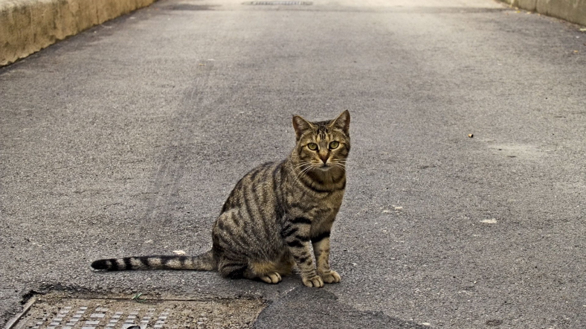 Baixe gratuitamente a imagem Animais, Gatos, Gato na área de trabalho do seu PC