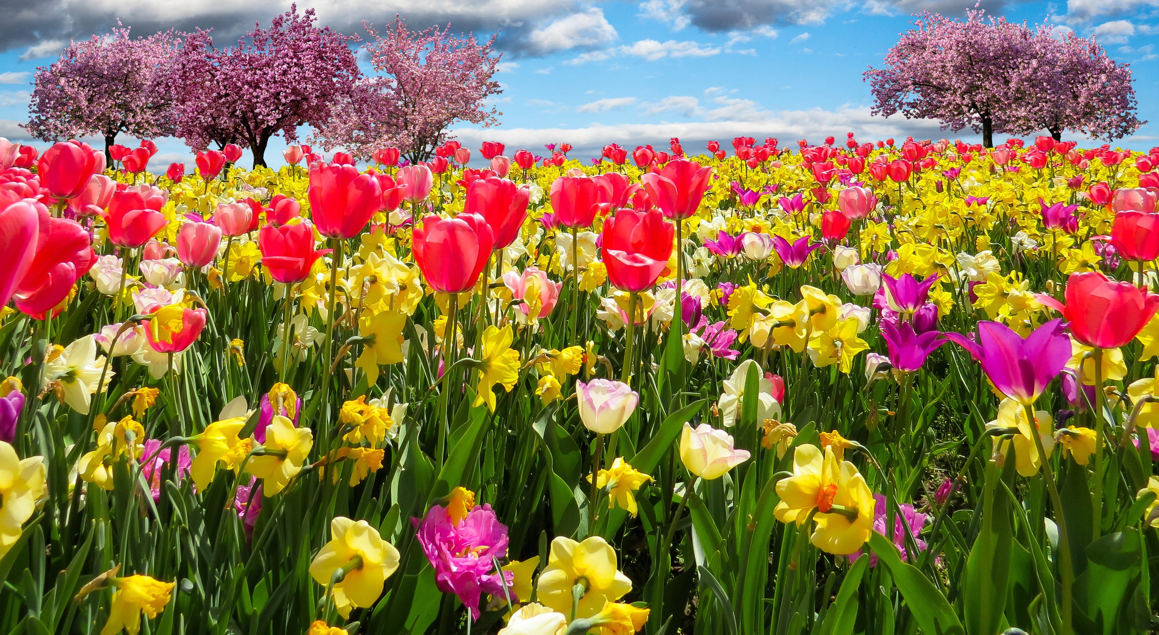 Download mobile wallpaper Tree, Earth, Field, Spring, Tulip, Yellow Flower, Blossom, Red Flower for free.