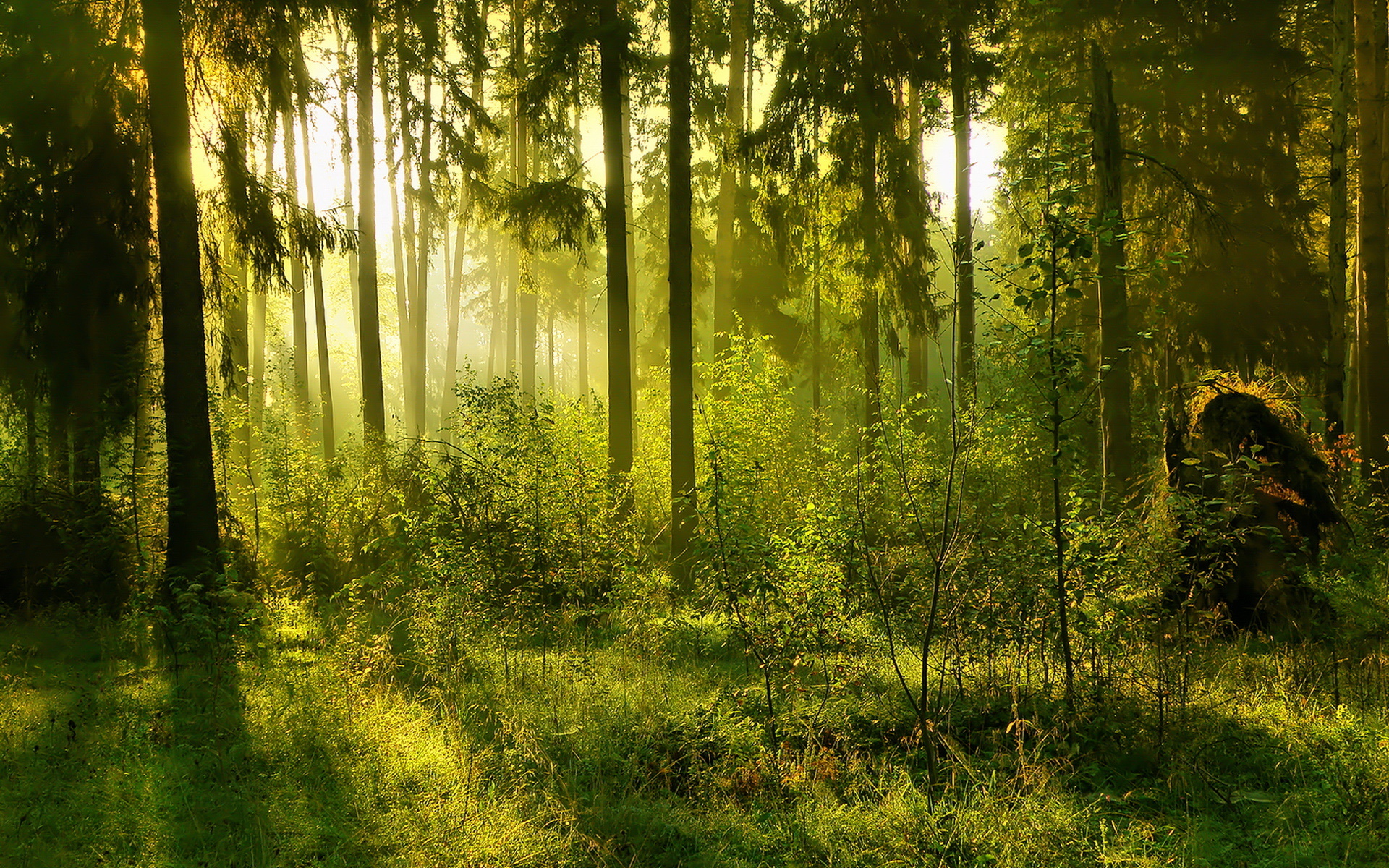Free download wallpaper Landscape, Forest, Fog, Earth, Sunlight on your PC desktop