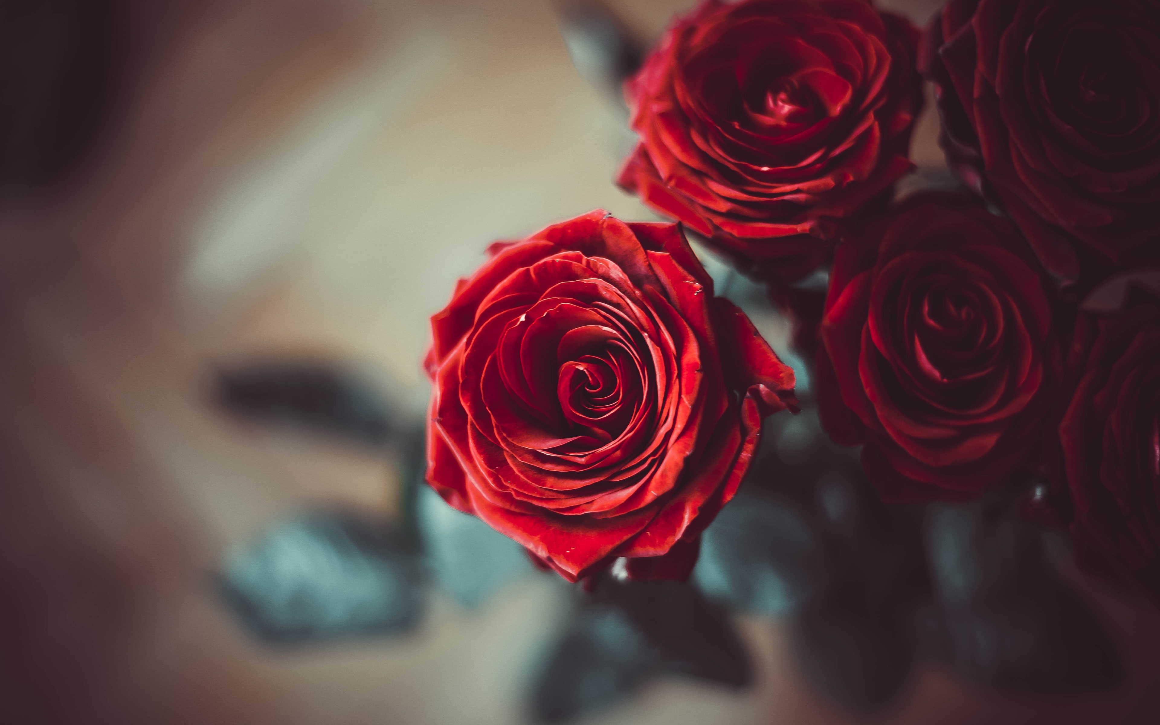 Free download wallpaper Flowers, Flower, Rose, Earth, Red Rose on your PC desktop