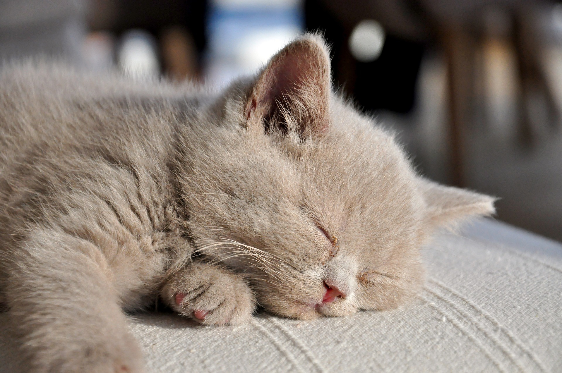 Download mobile wallpaper Cats, Cat, Animal, Sleeping for free.