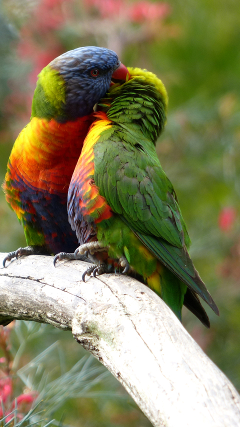 Download mobile wallpaper Birds, Bird, Couple, Animal, Parrot, Rainbow Lorikeet for free.