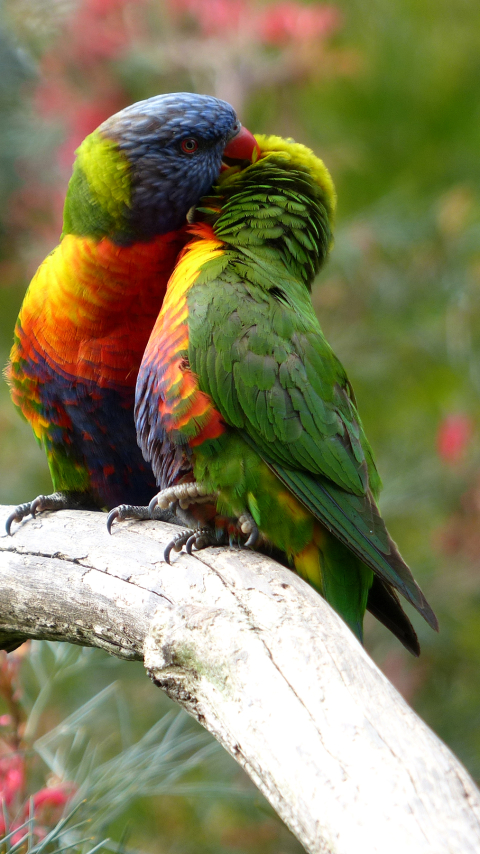 Baixar papel de parede para celular de Animais, Aves, Pássaro, Casal, Papagaio, Lóris Molucanos gratuito.