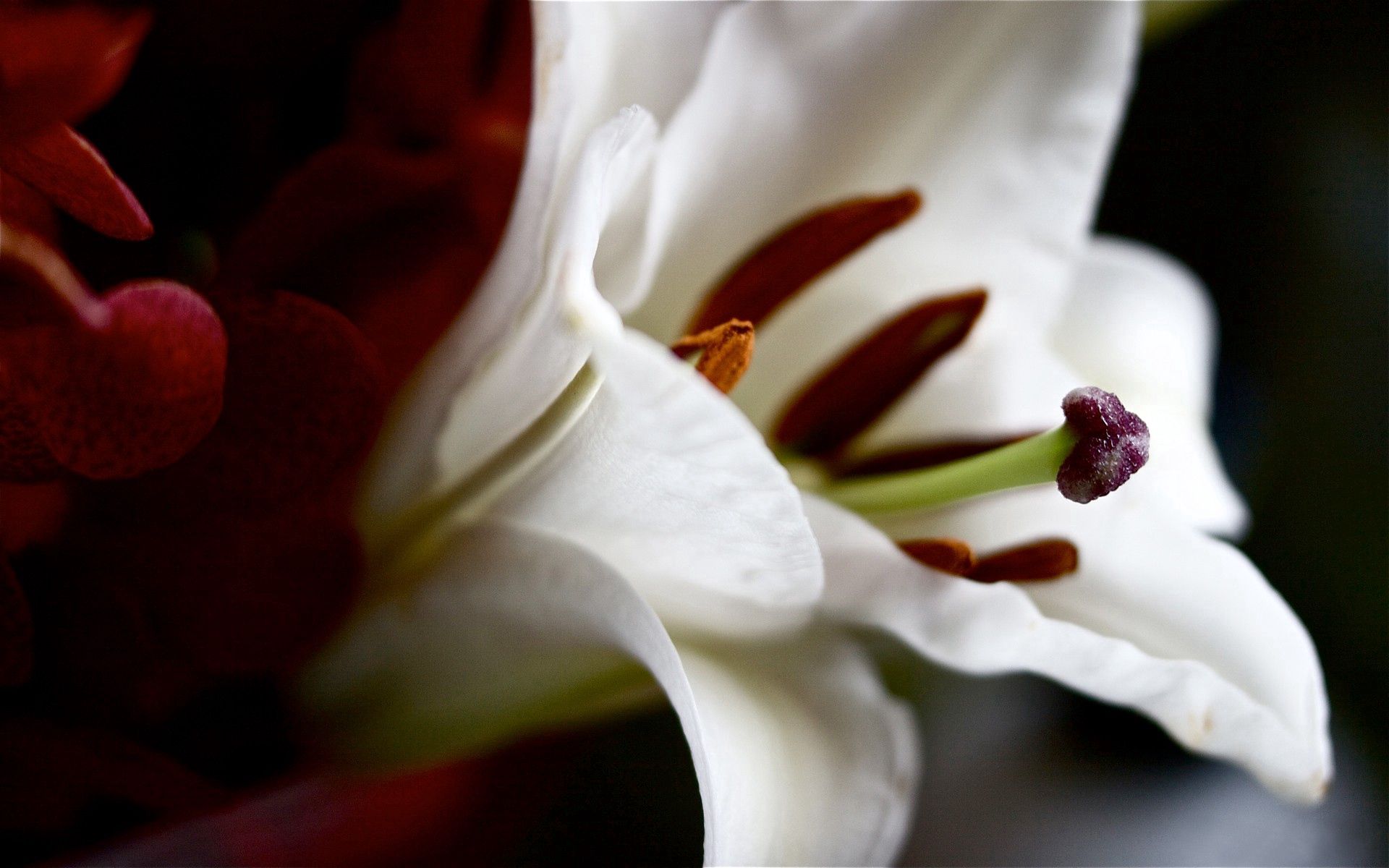 Download background petals, flower, macro, form, shadow, lily