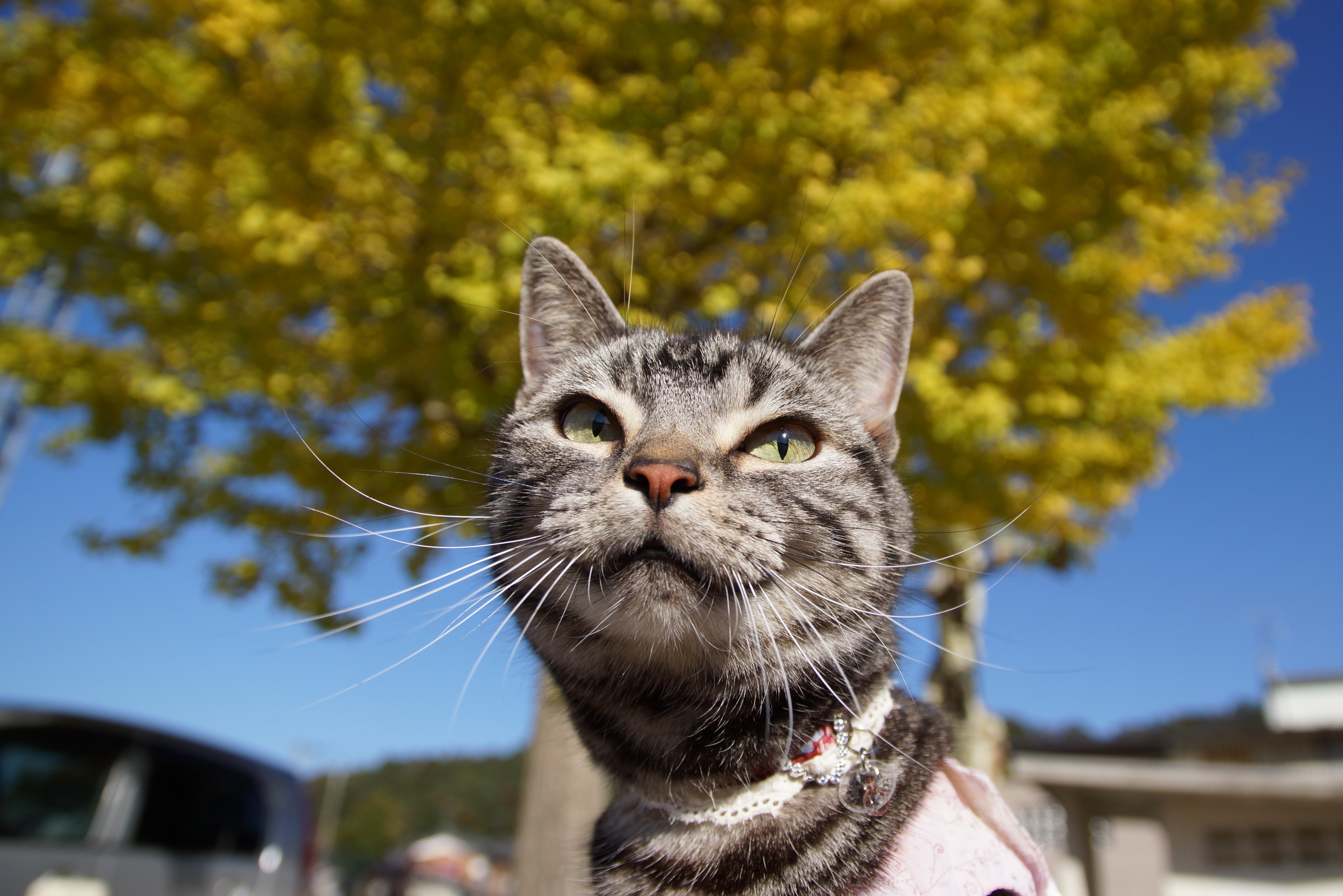 Descarga gratuita de fondo de pantalla para móvil de Gato, Gatos, Animales.