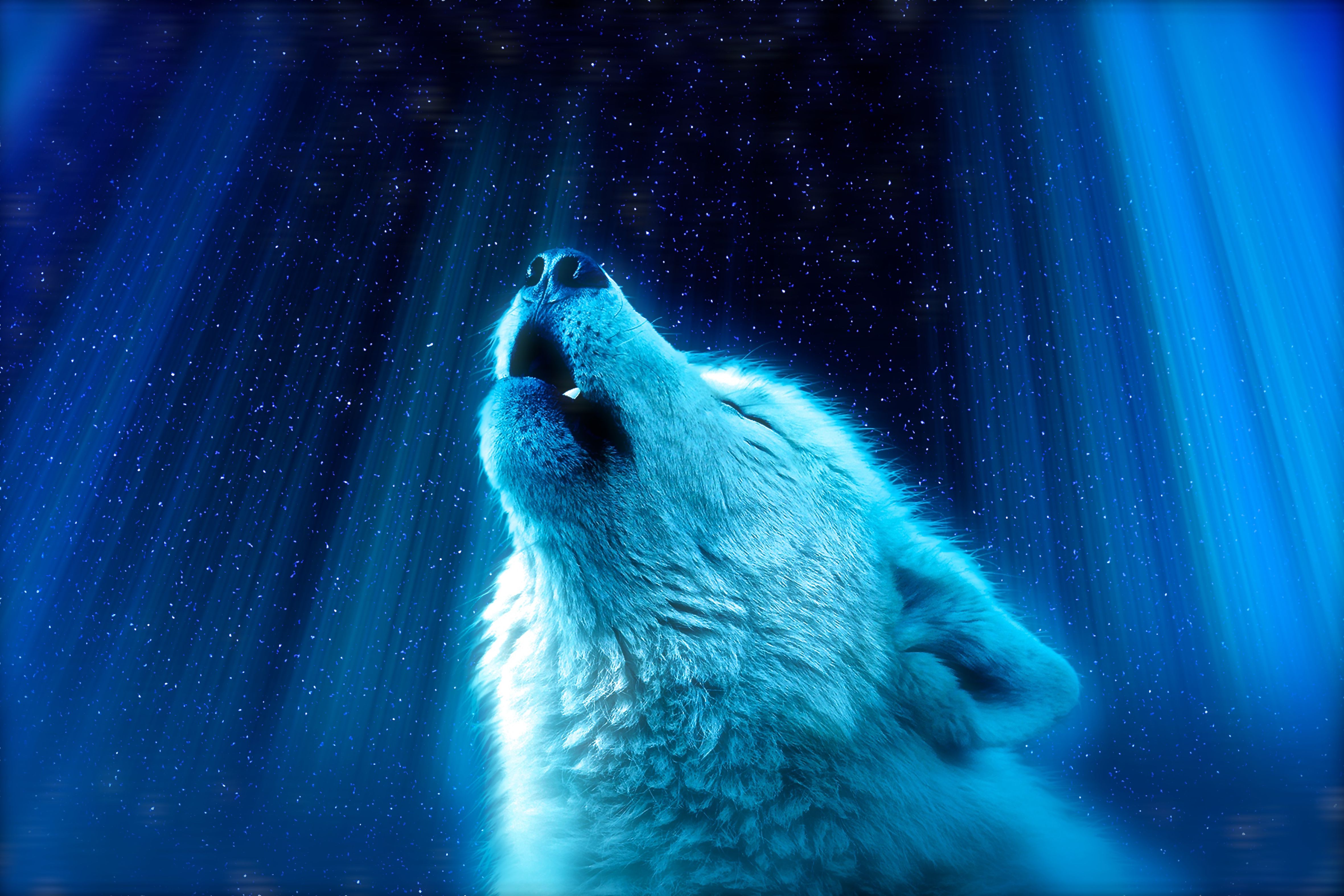 108212 télécharger le fond d'écran loup, animaux, blanc, hurler, prédateur, bleu - économiseurs d'écran et images gratuitement