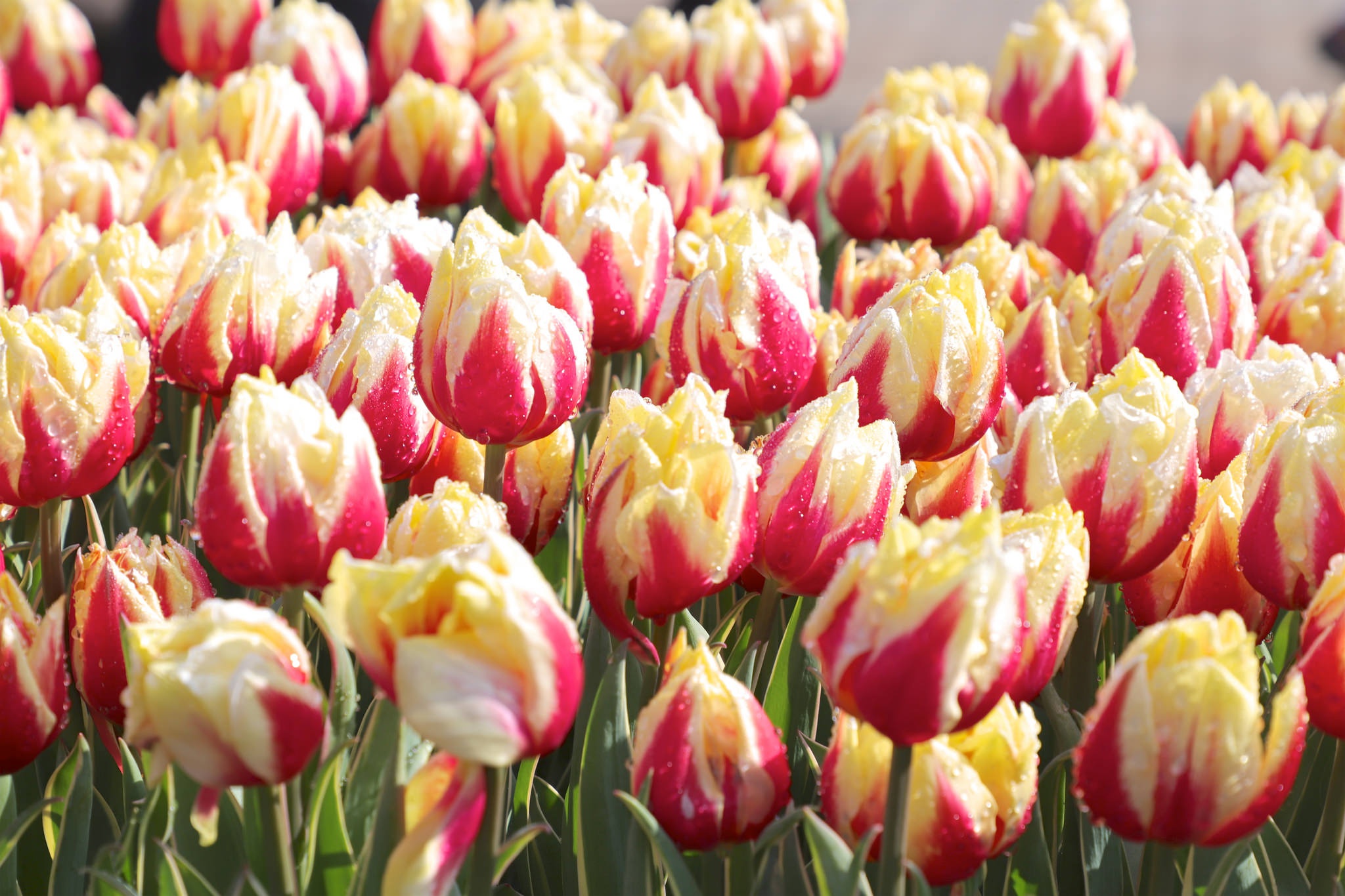 Téléchargez gratuitement l'image Fleurs, Été, Fleur, Tulipe, La Nature, Terre/nature sur le bureau de votre PC