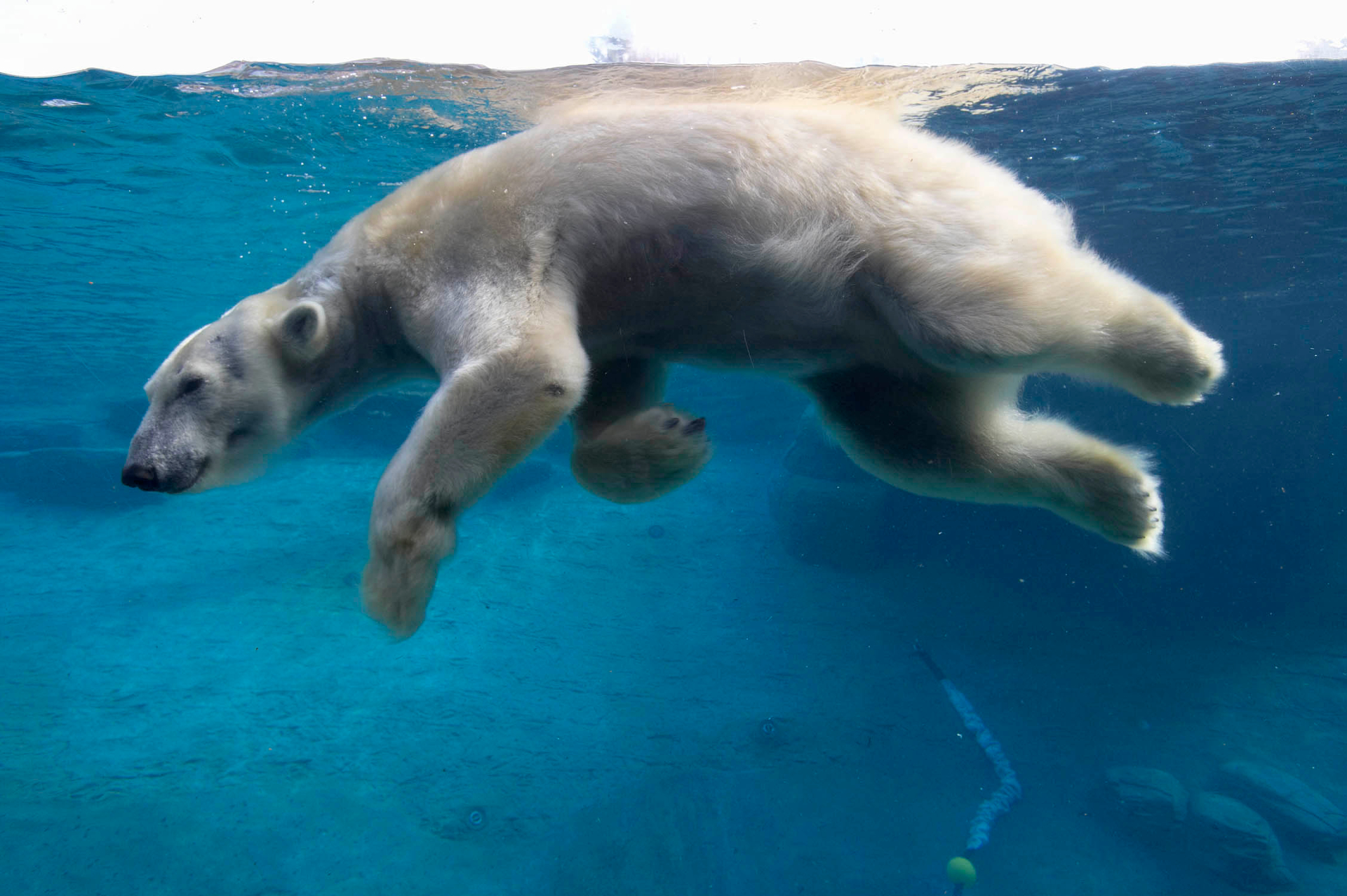 Free download wallpaper Bears, Swimming, Animal, Underwater, Polar Bear on your PC desktop