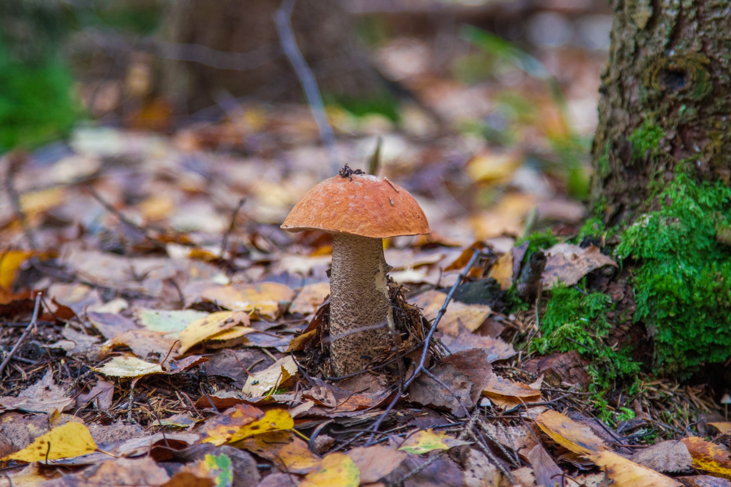 Free download wallpaper Nature, Close Up, Fall, Earth, Mushroom on your PC desktop