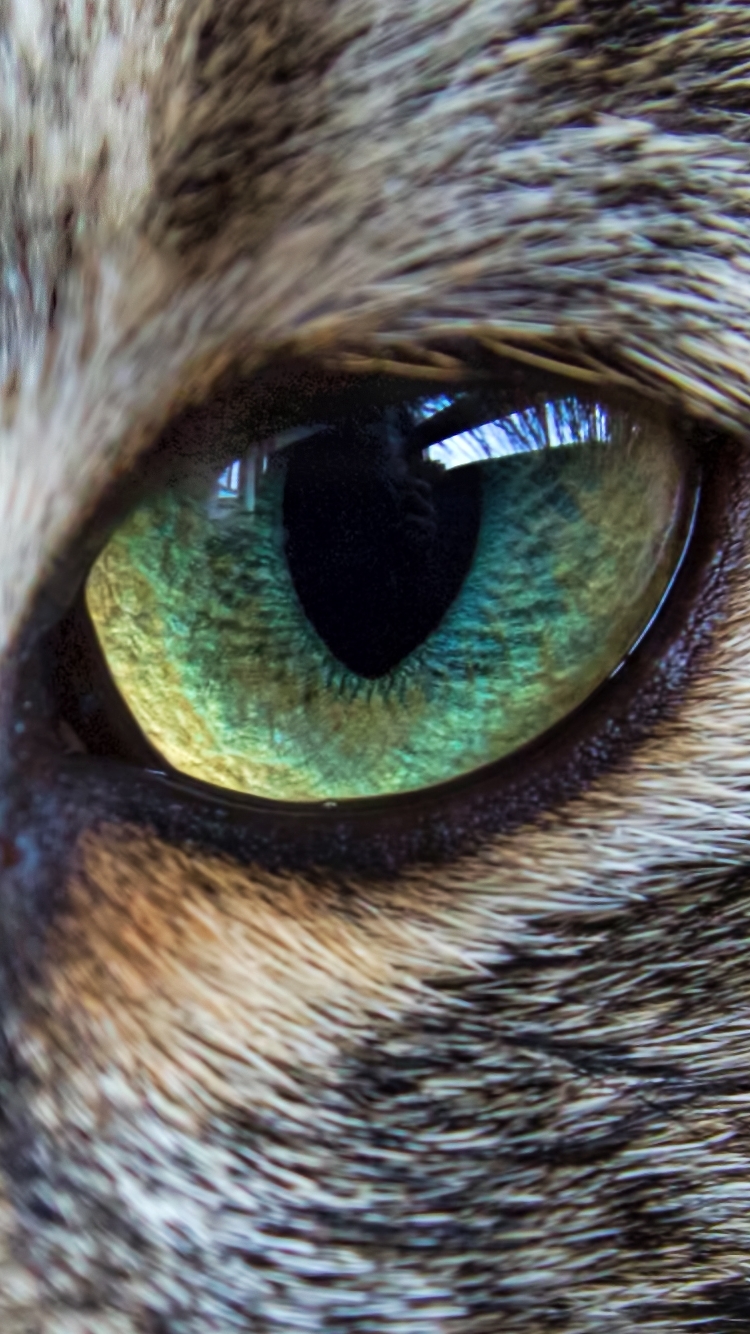 Download mobile wallpaper Cats, Cat, Close Up, Animal, Fur, Green Eyes, Whiskers for free.