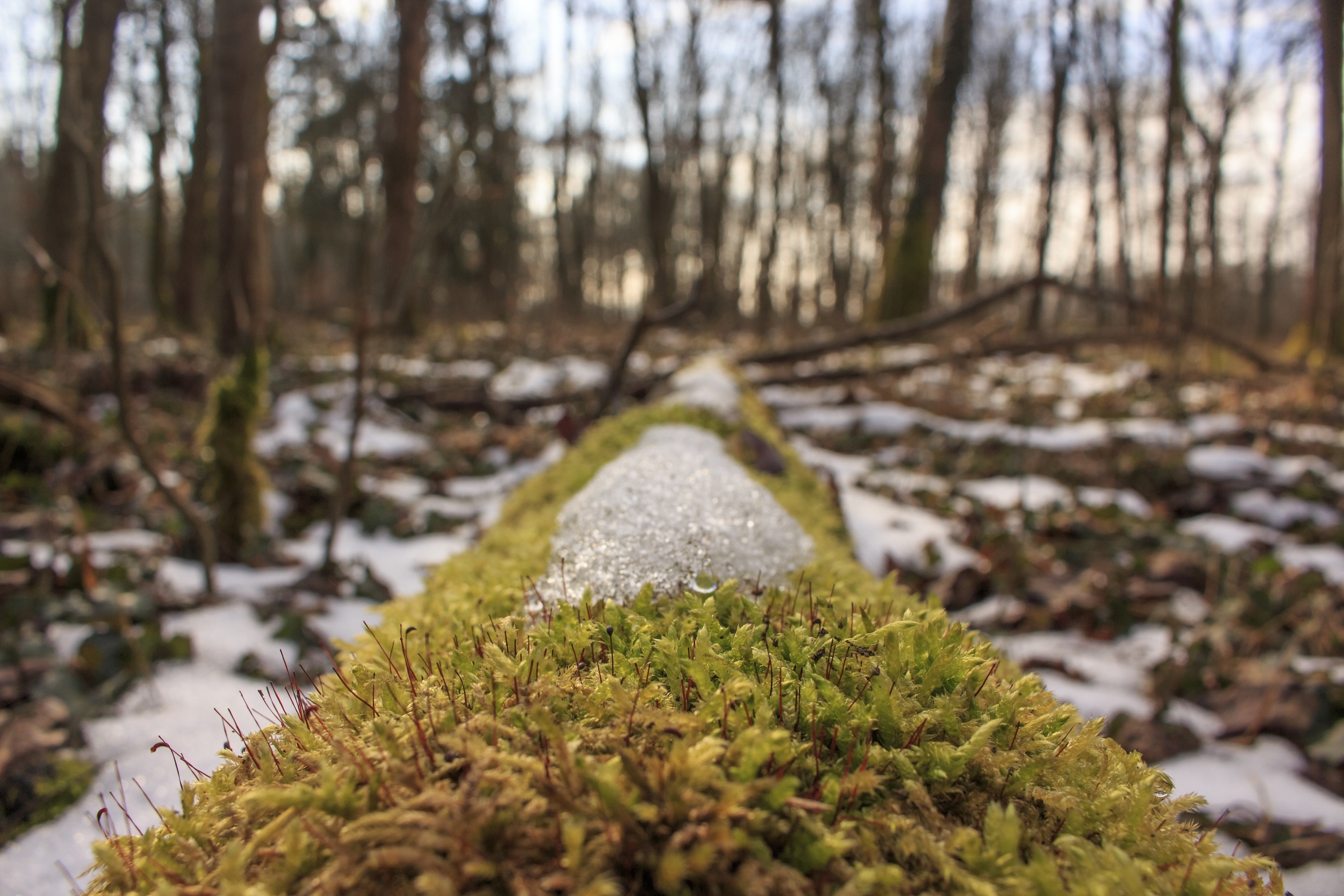 Download mobile wallpaper Nature, Snow, Forest, Close Up, Earth, Moss for free.