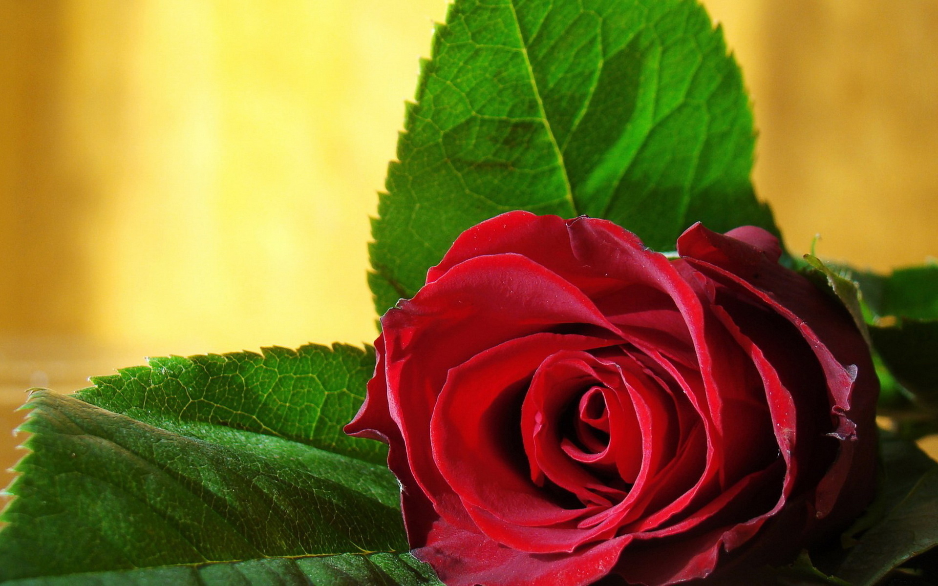 Téléchargez des papiers peints mobile Fleurs, Fleur, Rose, Terre/nature gratuitement.