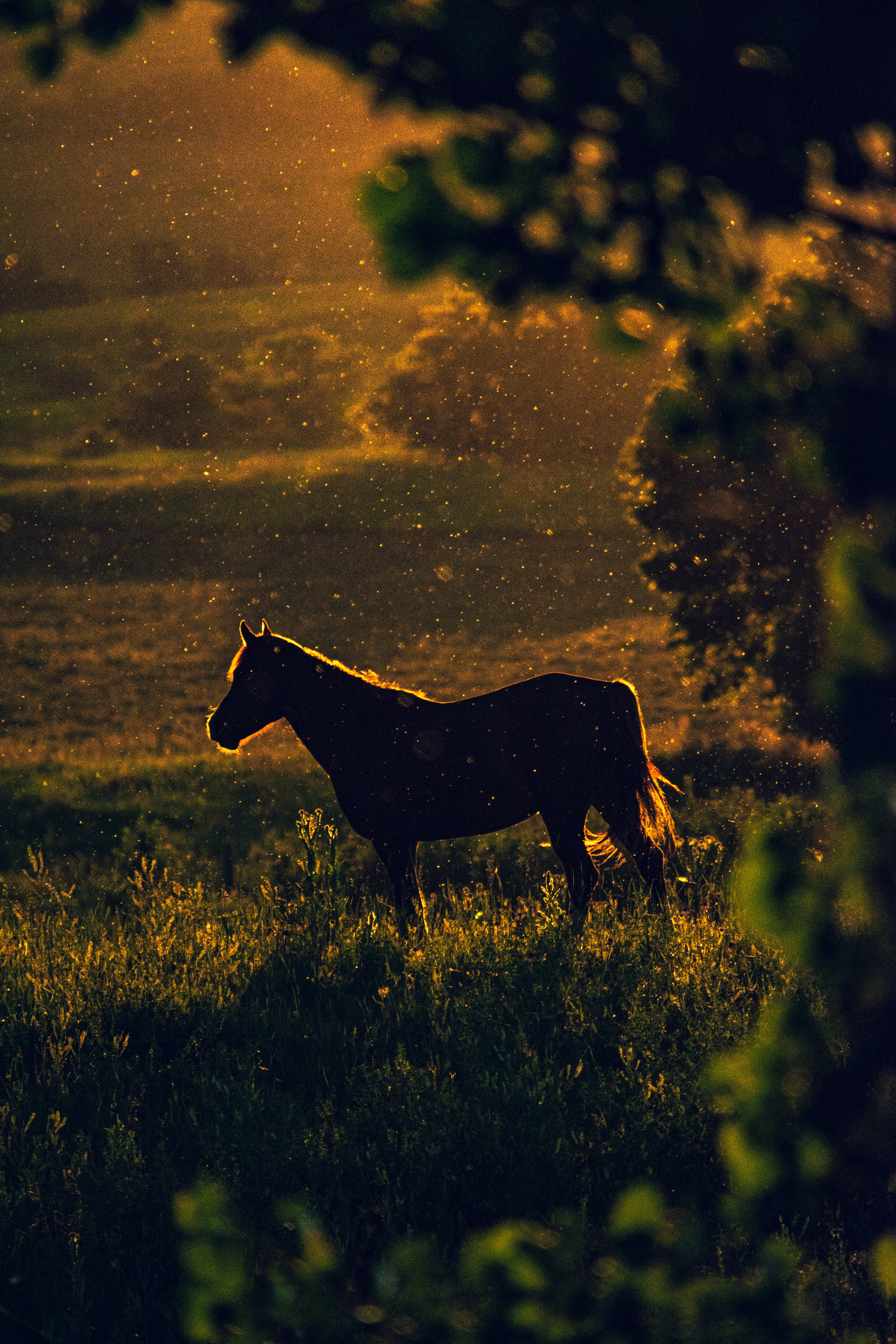 sunset, nature, dark, silhouette, horse, meadow Image for desktop