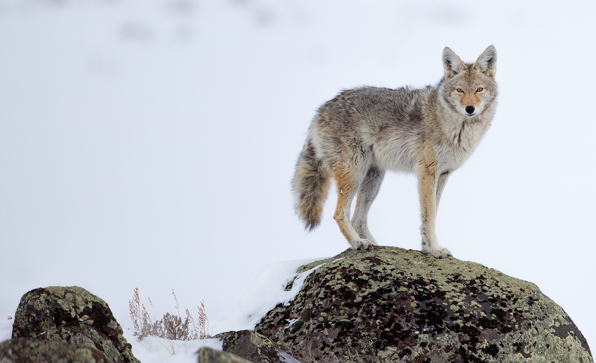 950137 télécharger le fond d'écran animaux, coyote, hiver - économiseurs d'écran et images gratuitement