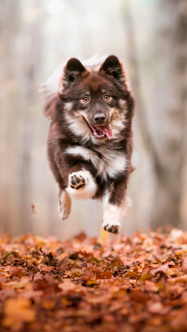 Download mobile wallpaper Dogs, Dog, Fall, Animal, Husky, Baby Animal, Depth Of Field for free.