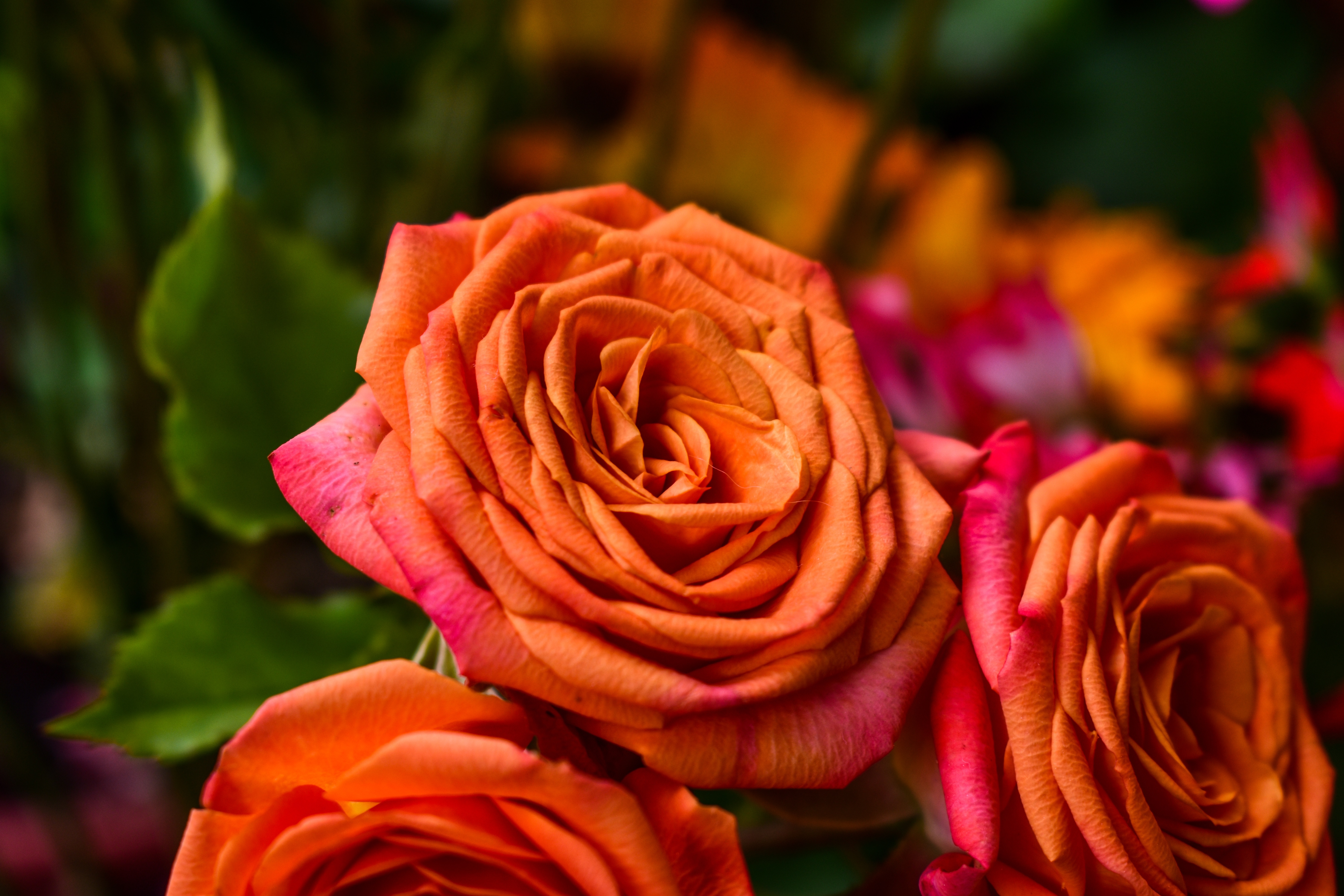 Free download wallpaper Rose, Petals, Bud, Flowers, Rose Flower on your PC desktop