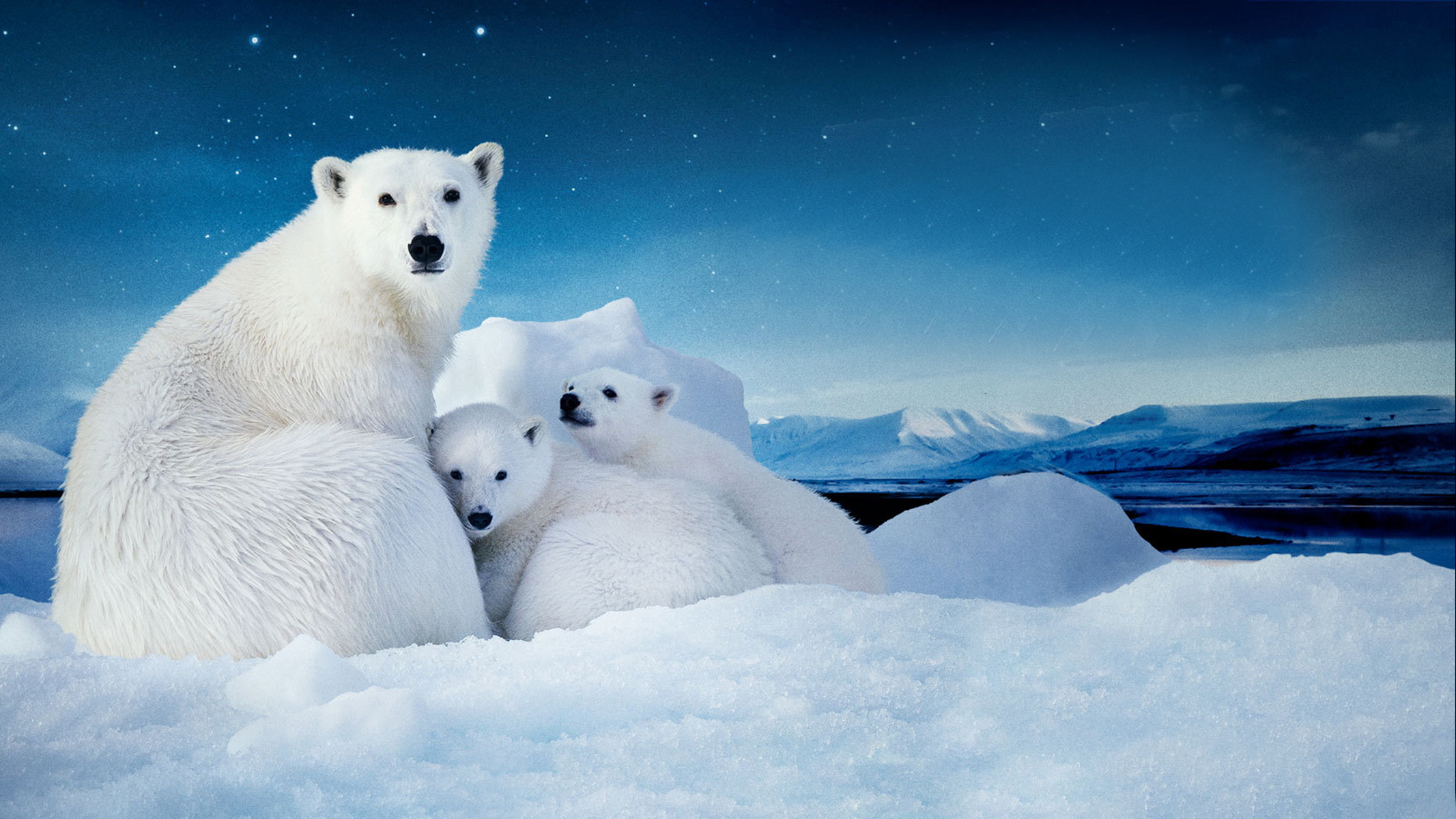 Скачать картинку Кино, Любовь, Медведь, Детеныш, Милые, Белый Медведь, Детеныш Животного, В Арктику в телефон бесплатно.