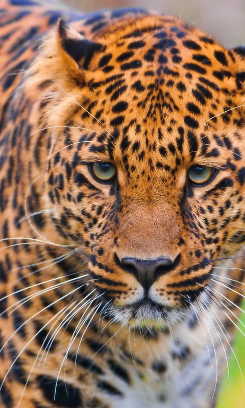 Descarga gratuita de fondo de pantalla para móvil de Animales, Gatos, Leopardo.