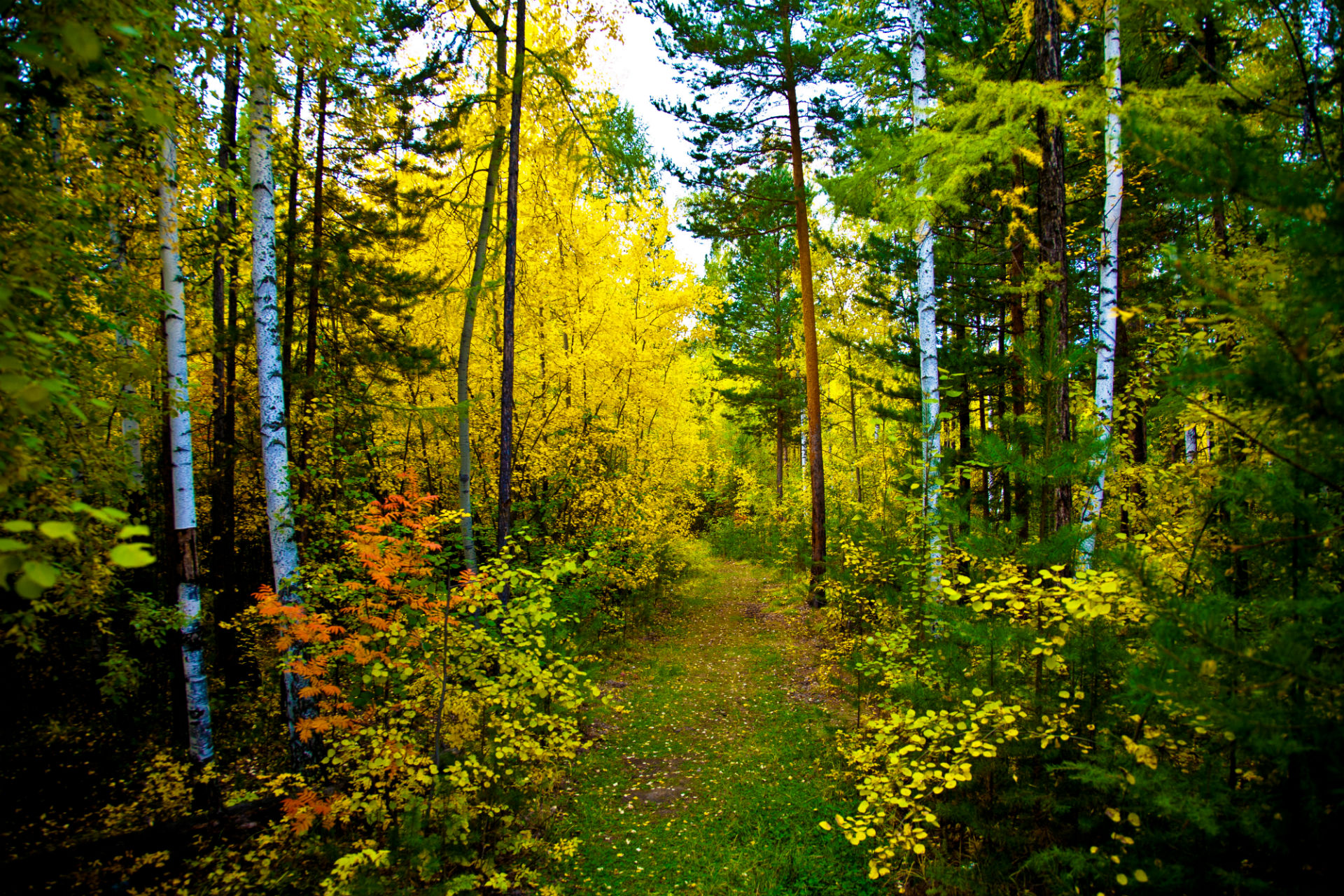 Handy-Wallpaper Natur, Herbst, Wald, Blatt, Jahreszeit, Erde/natur kostenlos herunterladen.