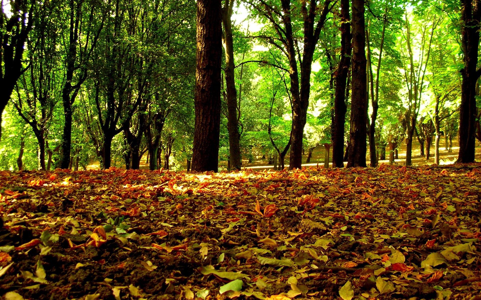 Download mobile wallpaper Autumn, Trees, Grass, Nature, Leaves for free.
