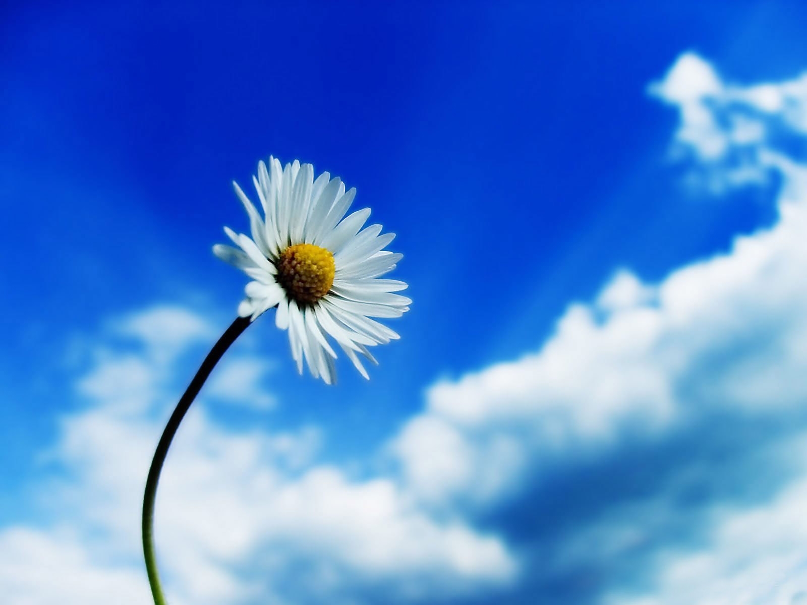 Скачать обои бесплатно Небо, Цветы, Растения, Ромашки картинка на рабочий стол ПК