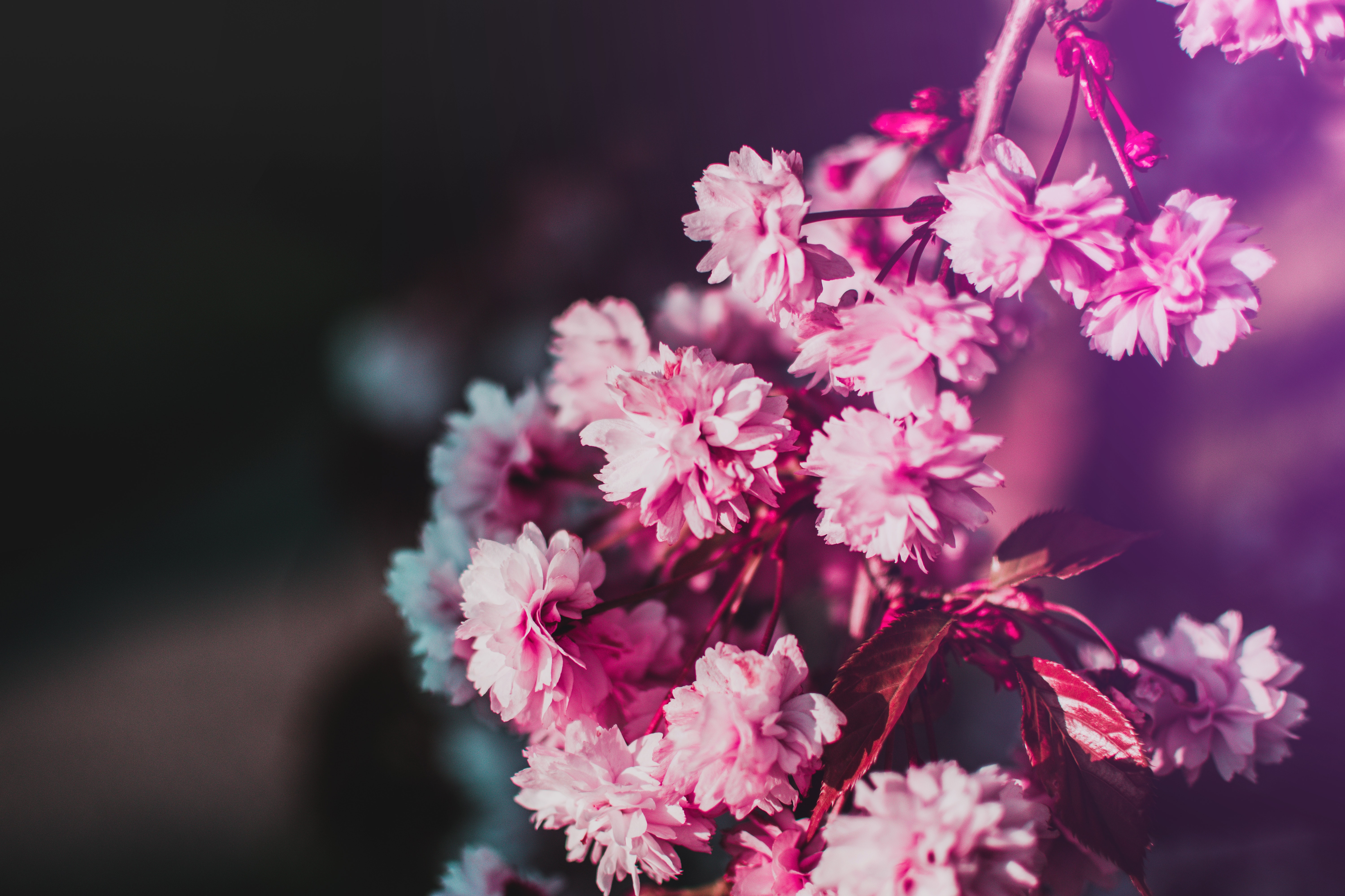 Free download wallpaper Blur, Smooth, Branch, Pink, Bloom, Flowers, Flowering on your PC desktop