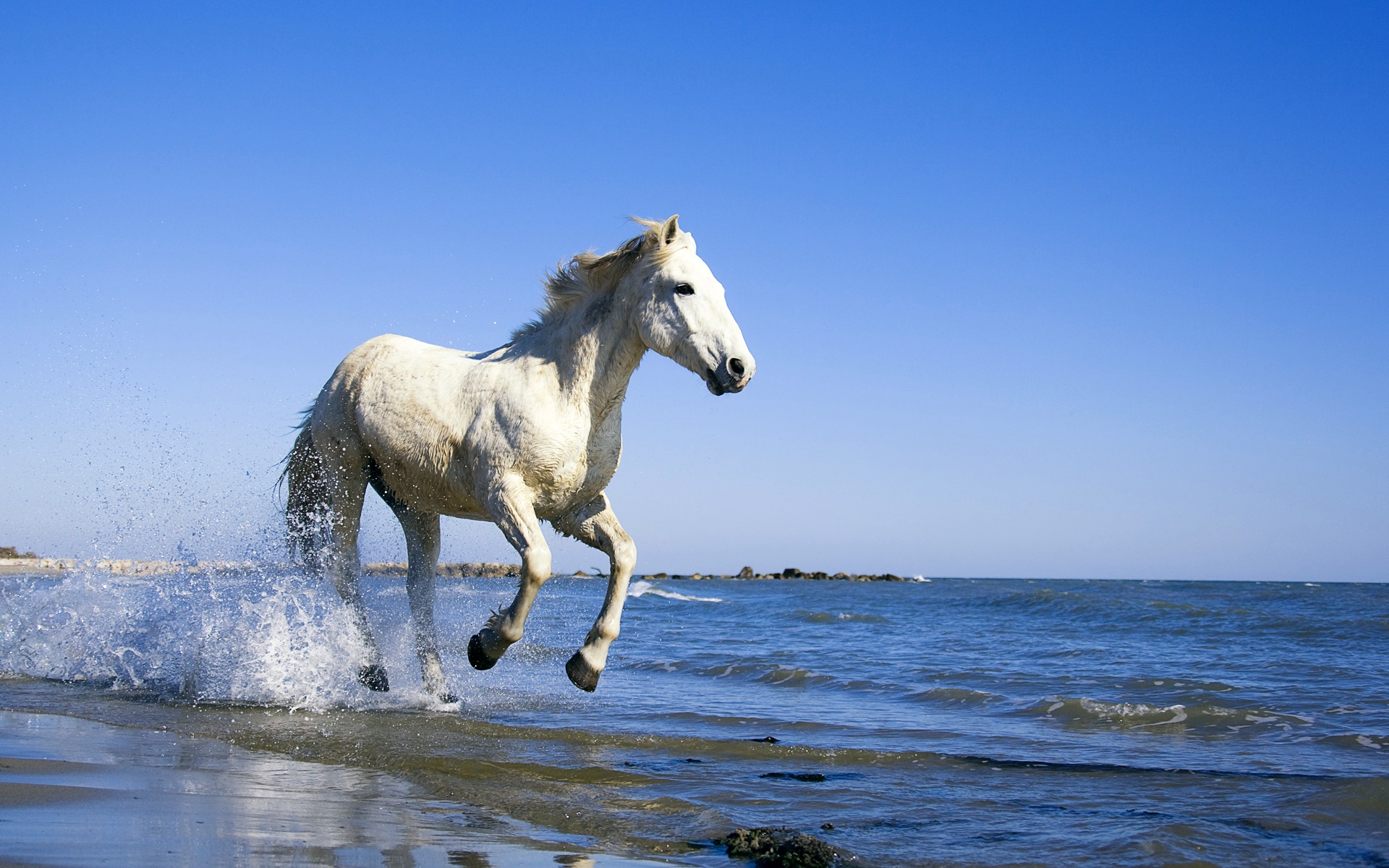 Скачать картинку Животные, Вода, Пляж, Океан, Лошадь в телефон бесплатно.