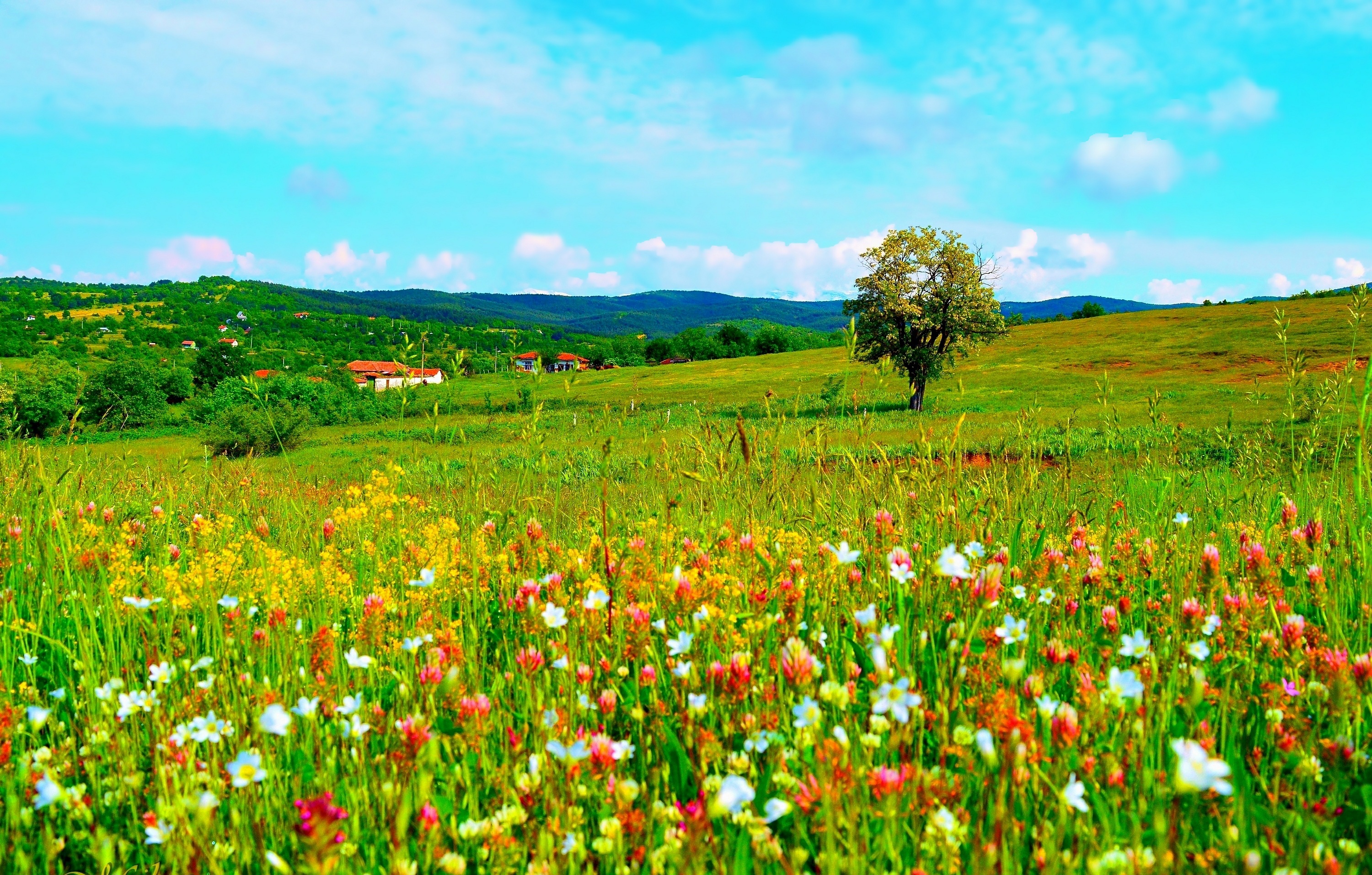 Free download wallpaper Landscape, Grass, Flower, Earth, Field, Colorful, Spring, Photography on your PC desktop