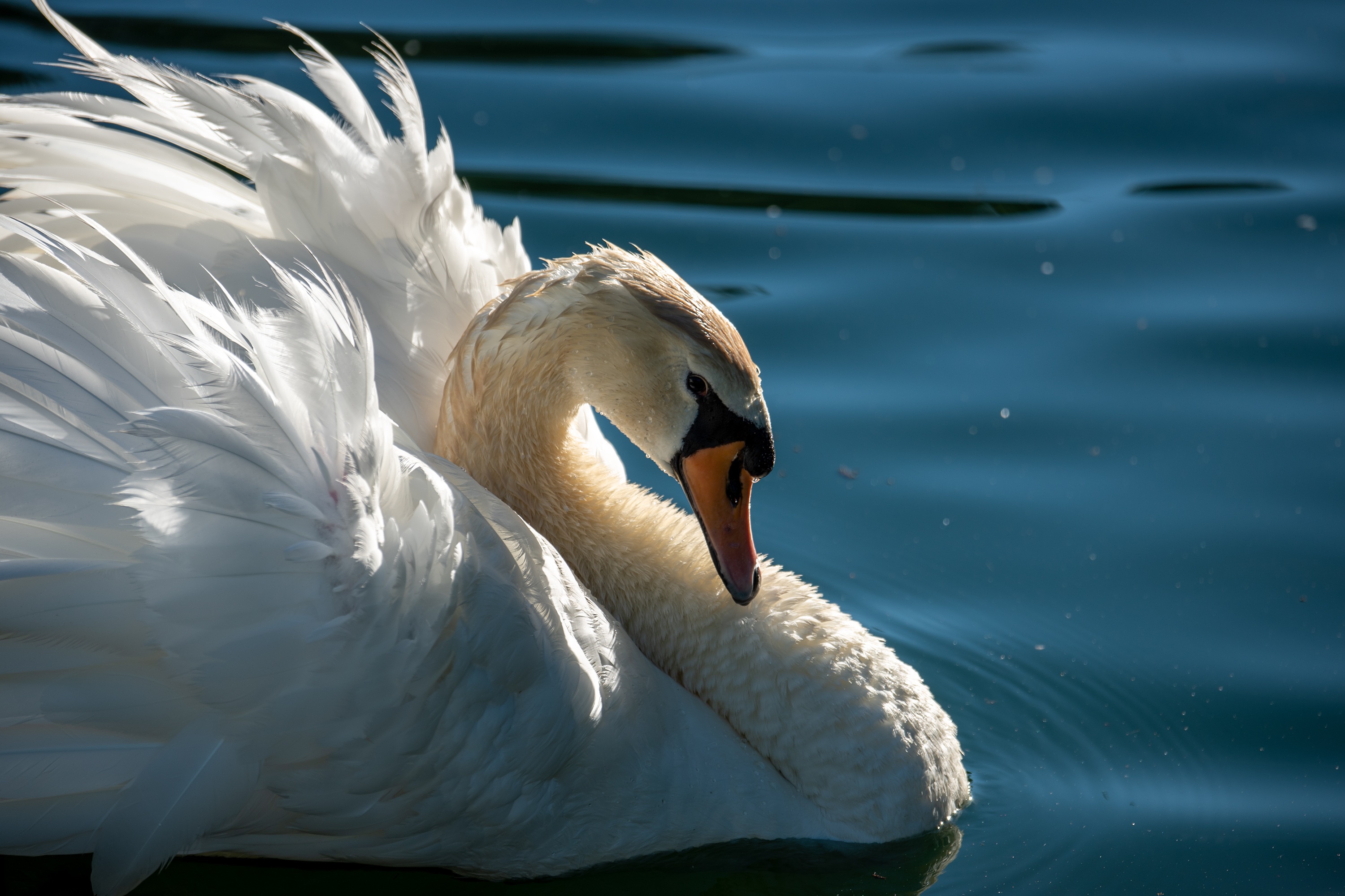 Handy-Wallpaper Tiere, Vögel, Vogel, Schwan, Höckerschwan kostenlos herunterladen.