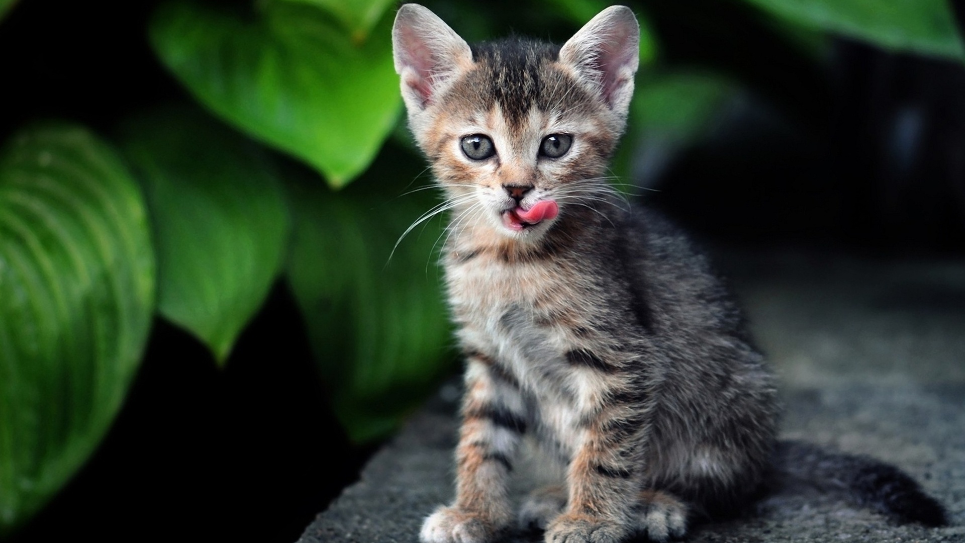 Download mobile wallpaper Kitten, Cat, Cats, Animal, Cute for free.