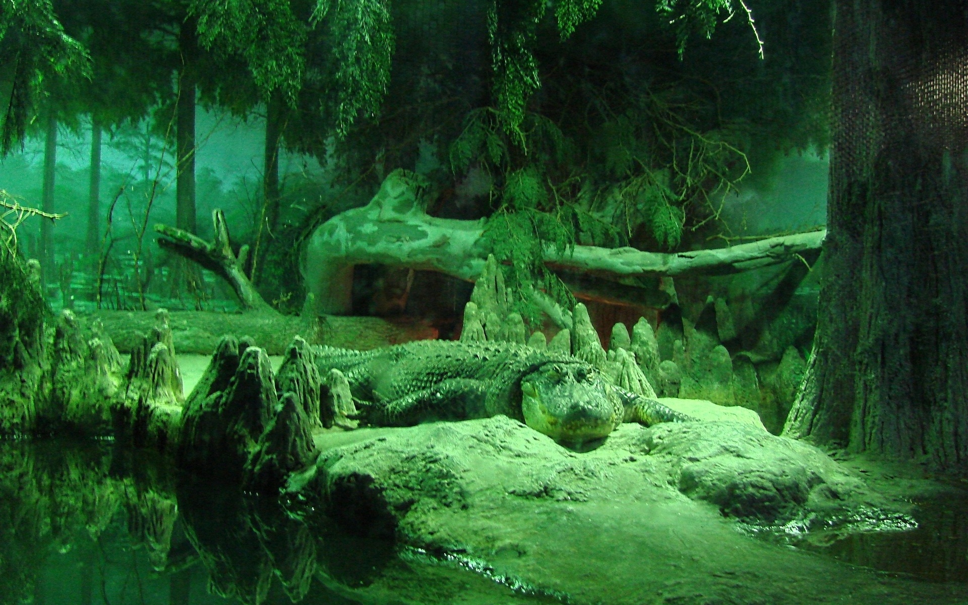 crocodile, animal, reptiles