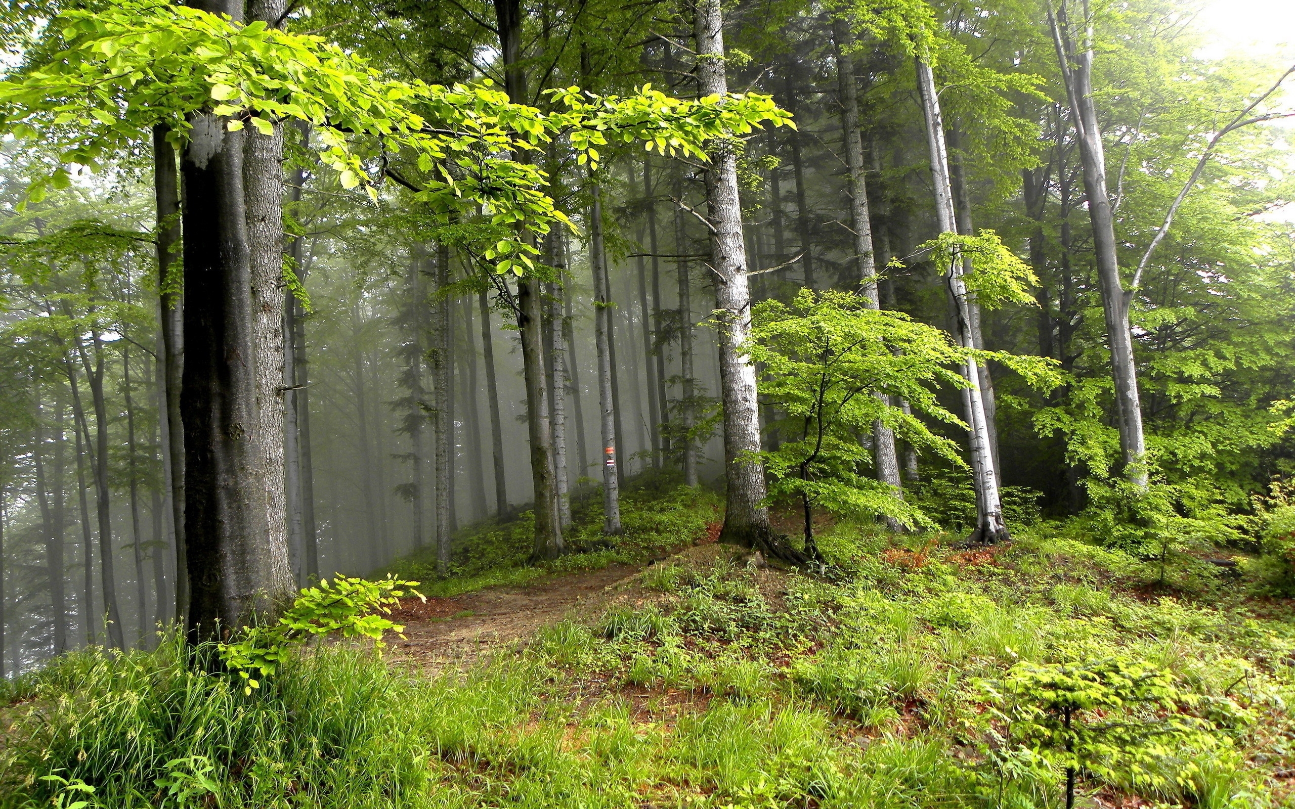 Handy-Wallpaper Bäume, Grass, Landschaft kostenlos herunterladen.