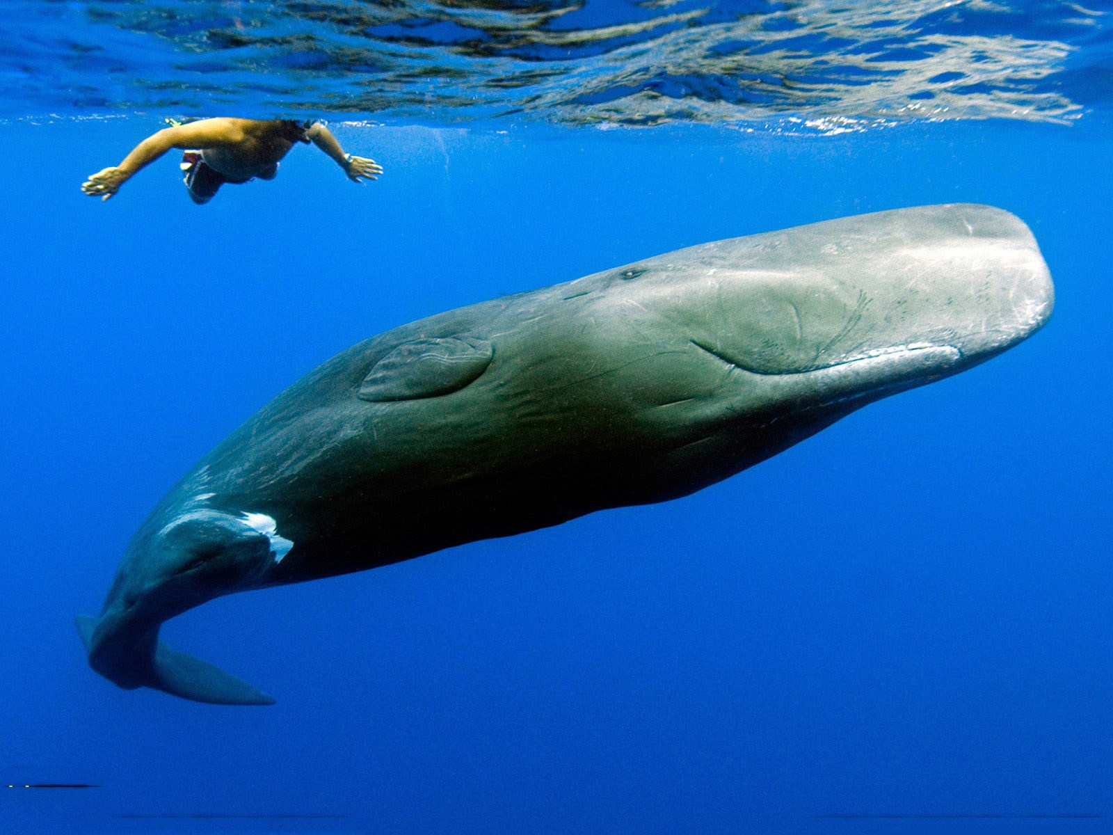 Free download wallpaper Animal, Whale on your PC desktop