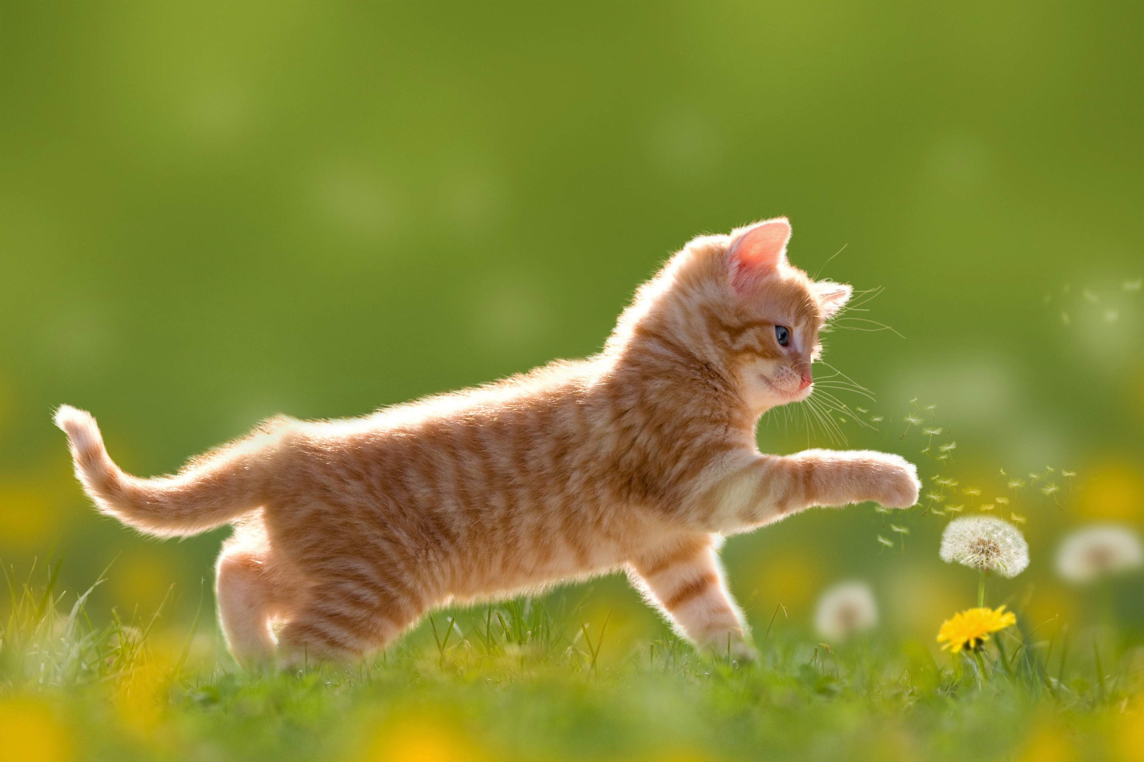 Download mobile wallpaper Cats, Cat, Kitten, Animal, Dandelion, Baby Animal for free.