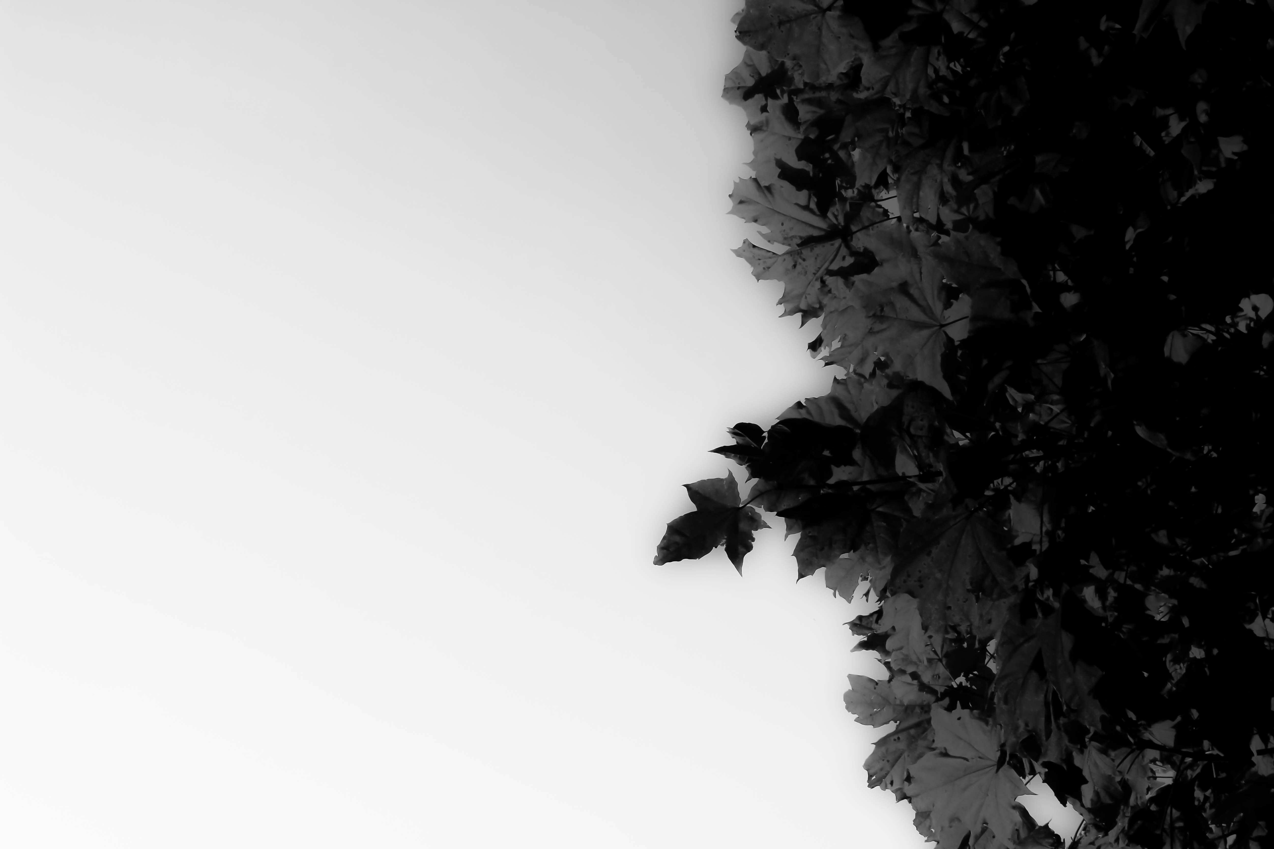 Download mobile wallpaper Dark, Leaf, Photography, Black & White for free.