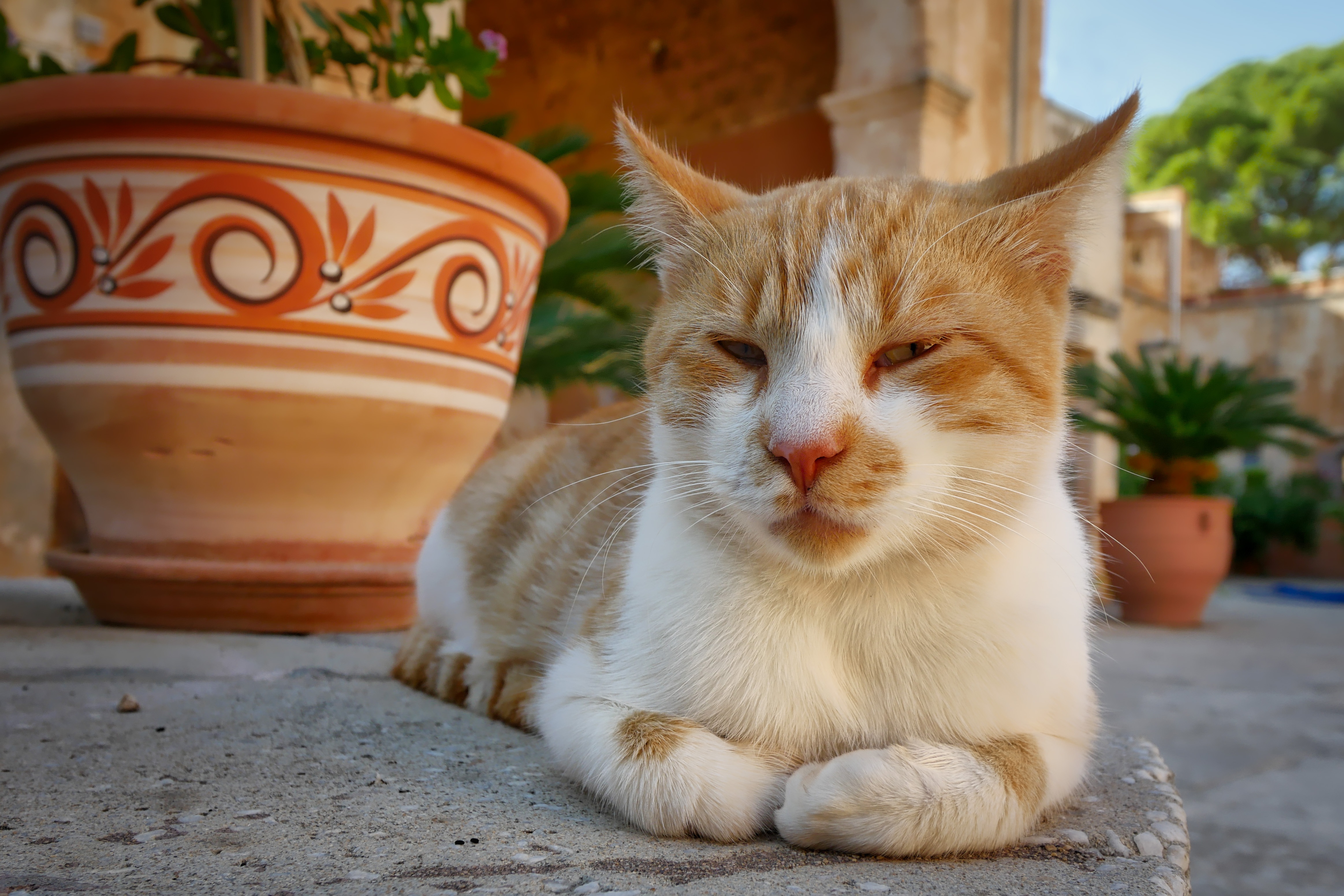 Descarga gratuita de fondo de pantalla para móvil de Animales, Gatos, Gato, Acostada.