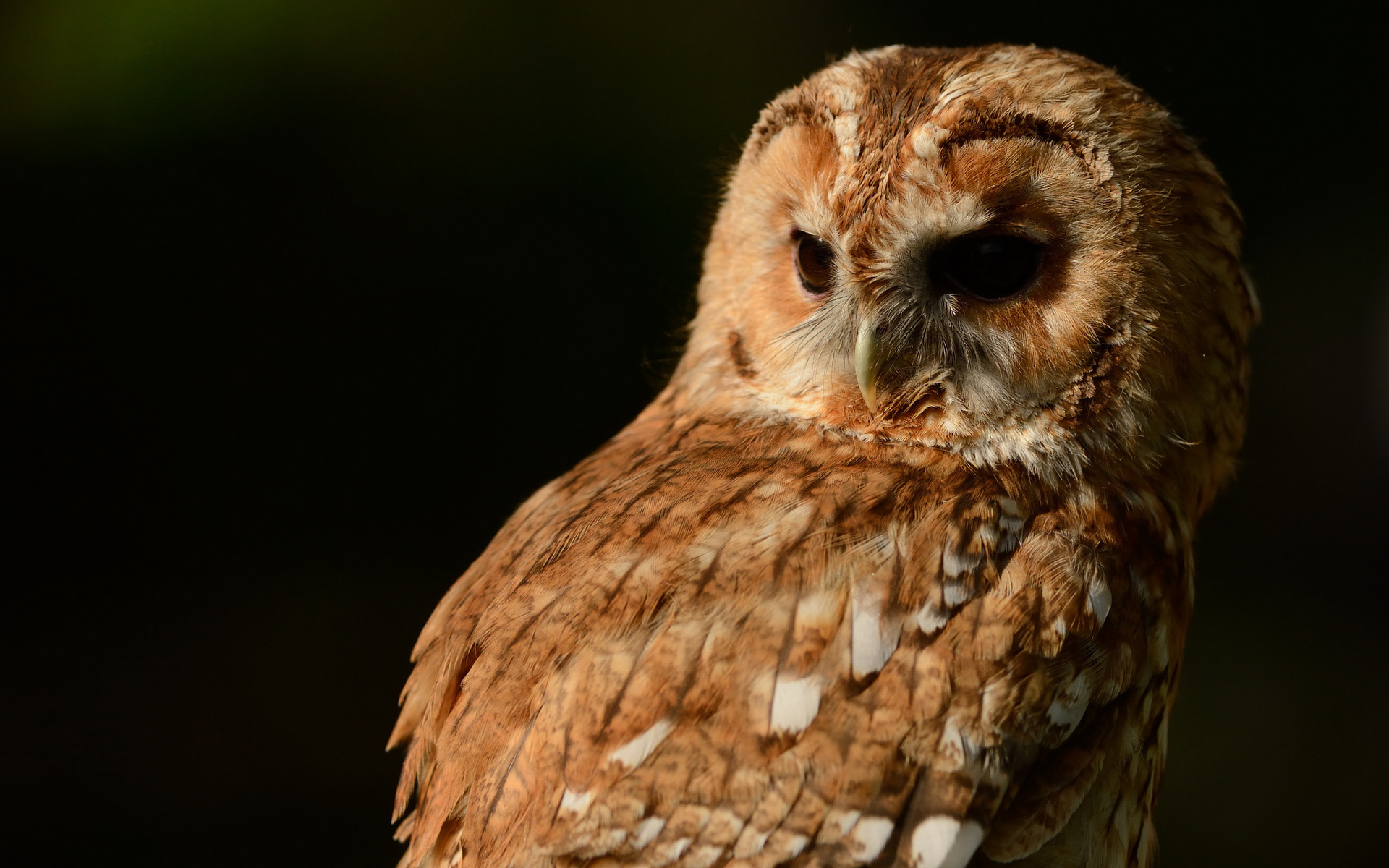 Free download wallpaper Owl, Animal on your PC desktop