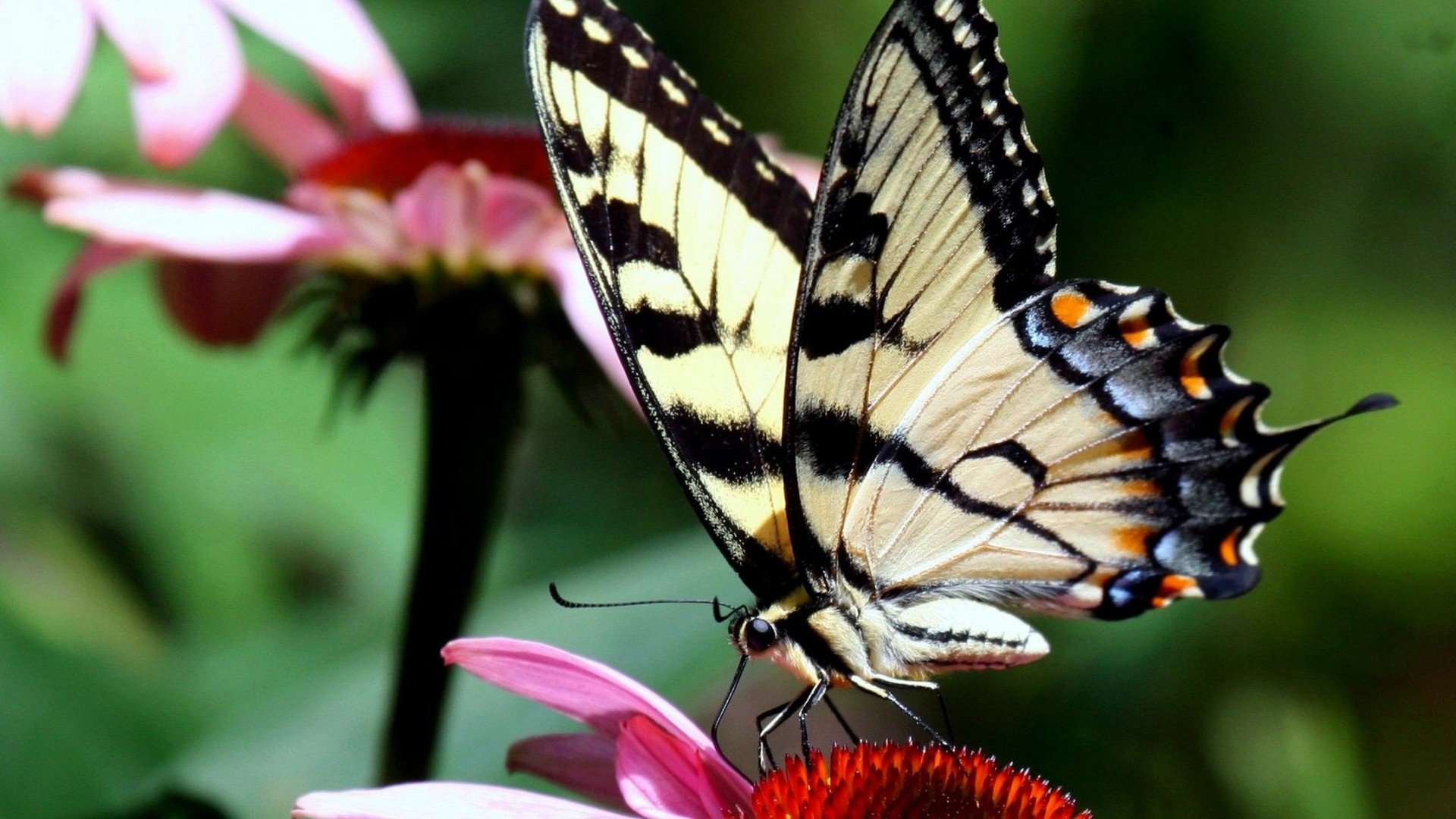 Laden Sie das Tiere, Schmetterlinge, Blume-Bild kostenlos auf Ihren PC-Desktop herunter