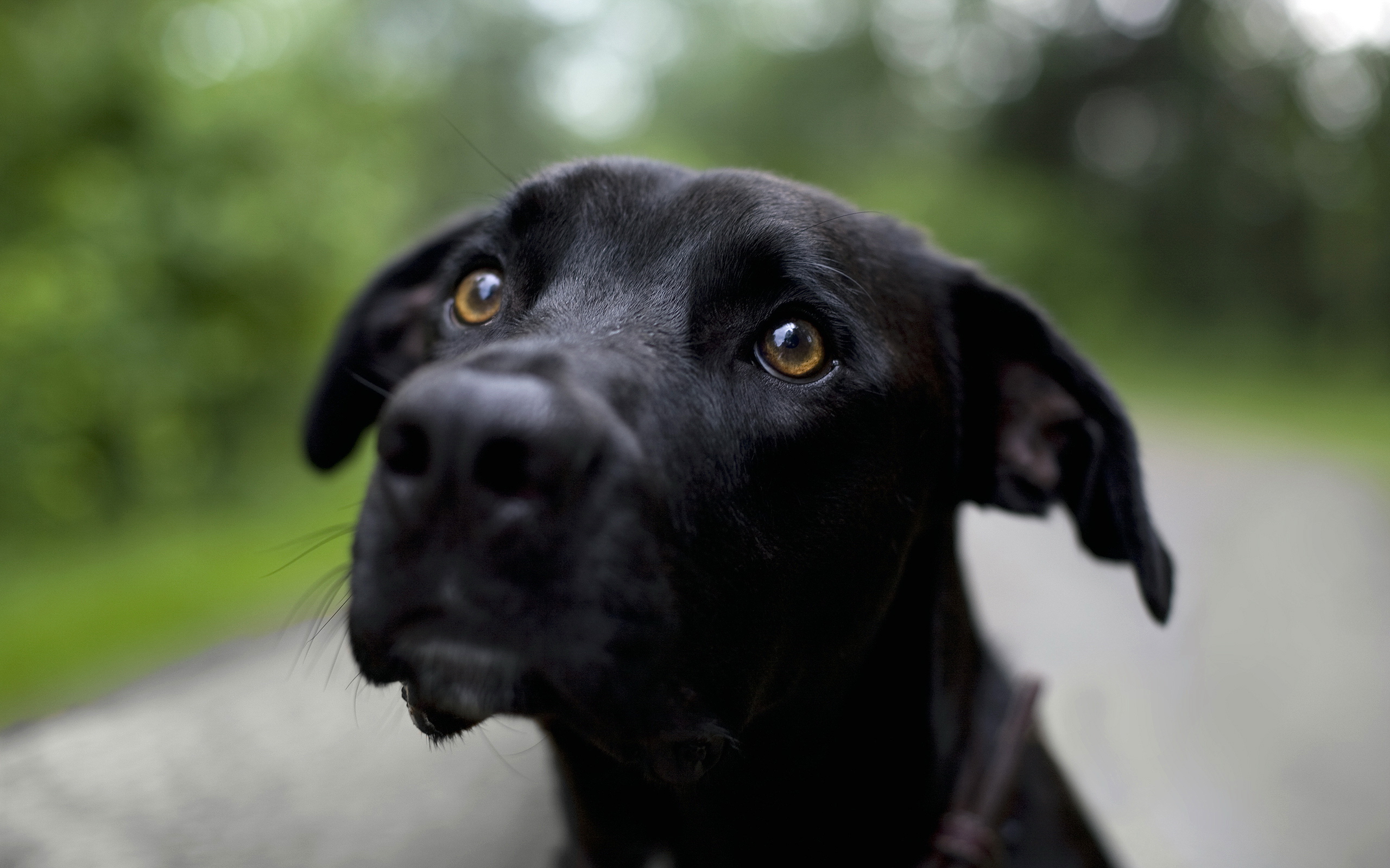 無料モバイル壁紙動物, 犬をダウンロードします。