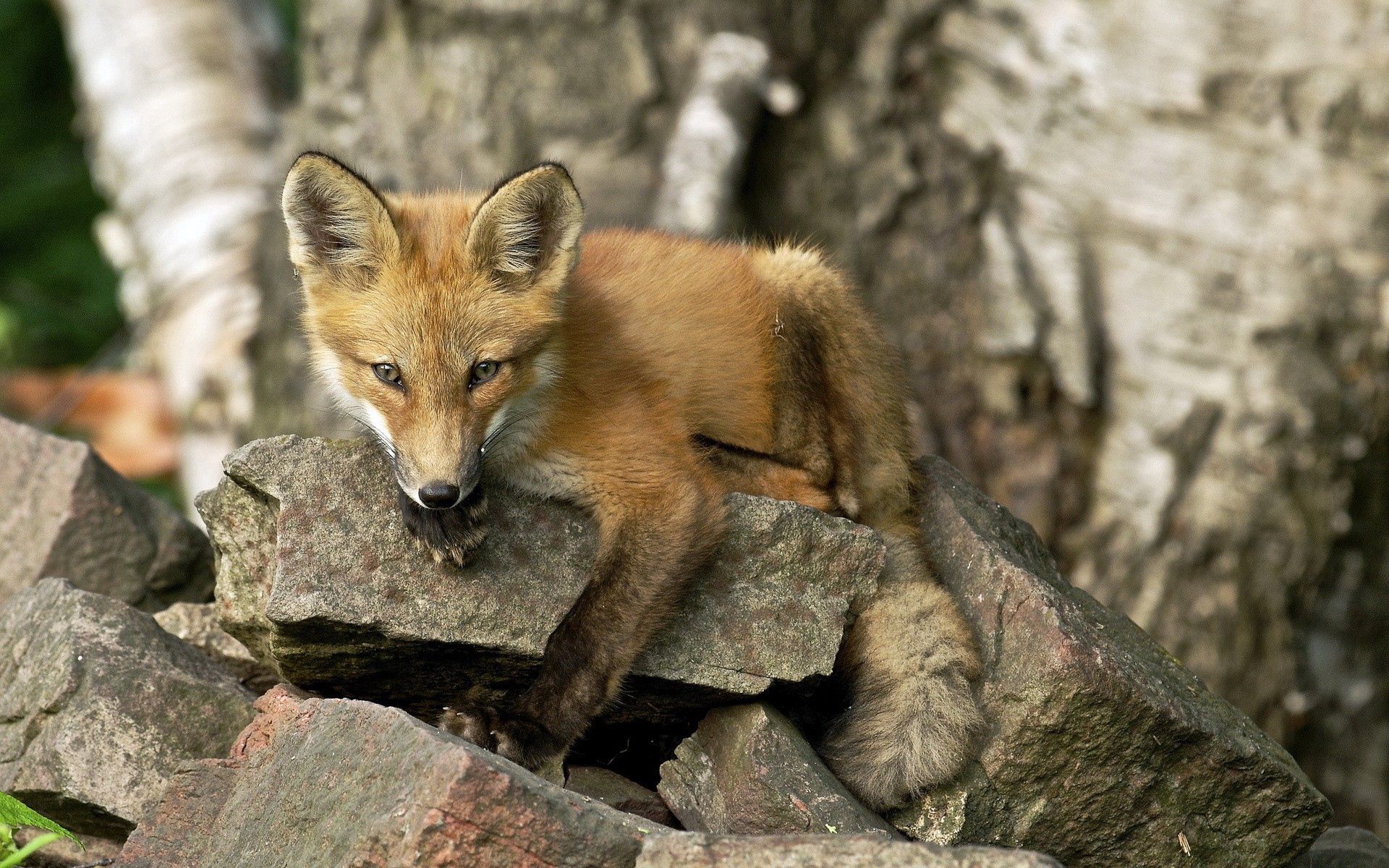 Download mobile wallpaper Rock, Muzzle, Stone, Animal, Animals, Fox for free.
