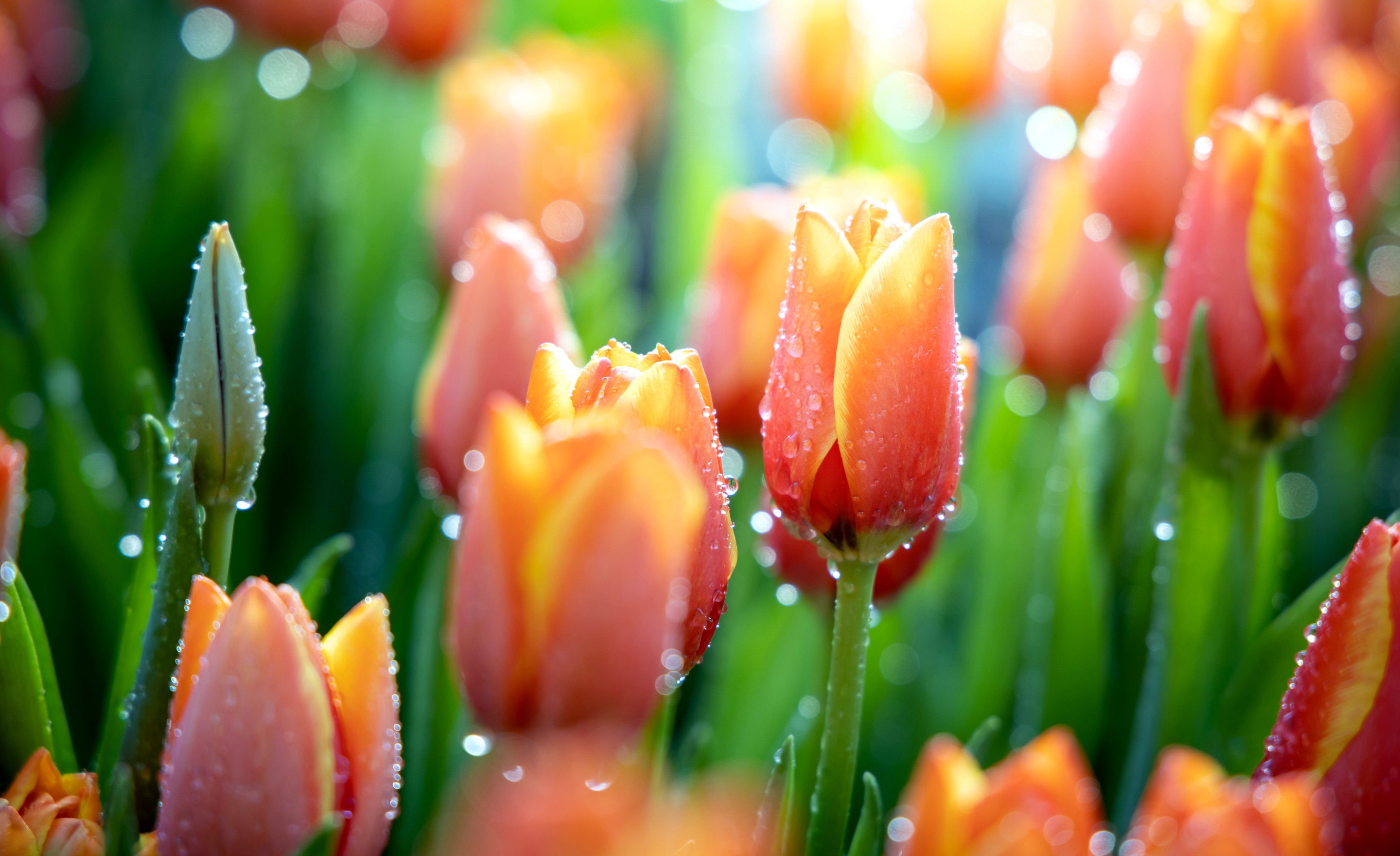 Descarga gratuita de fondo de pantalla para móvil de Naturaleza, Flores, Flor, Tulipán, Tierra/naturaleza, Macrofotografía, Flor Naranja.