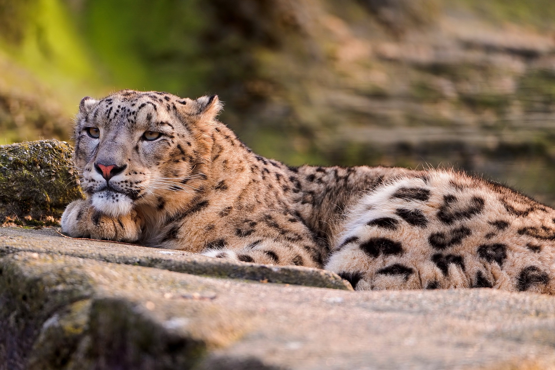 Download mobile wallpaper Lie, To Lie Down, Leopard, Opinion, Sight, Big Cat, Predator, Snow Leopard, Animals for free.