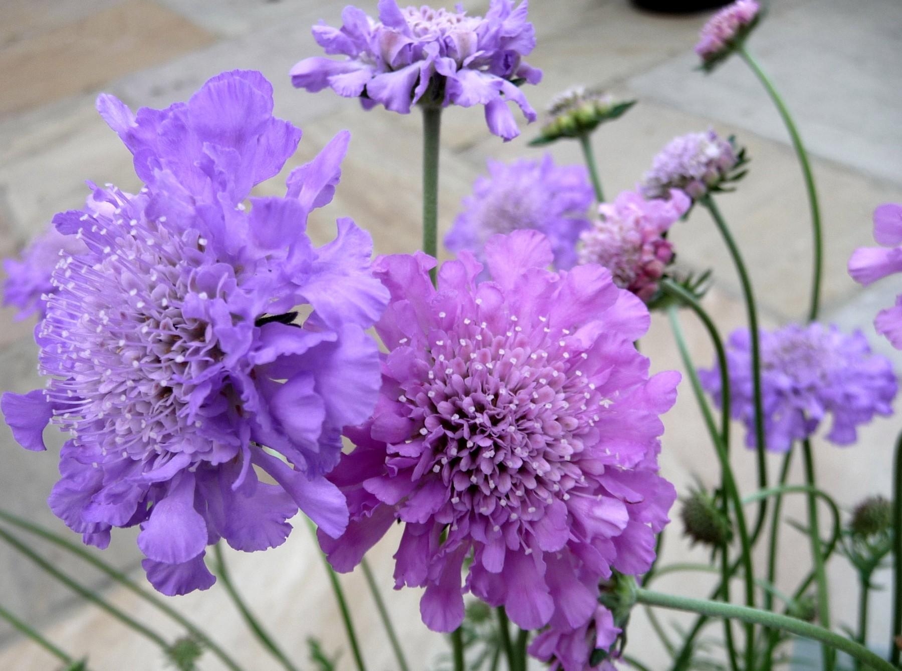 1920x1080 Background flowers, close up, flower bed, flowerbed, scabious, scabiosa, garden