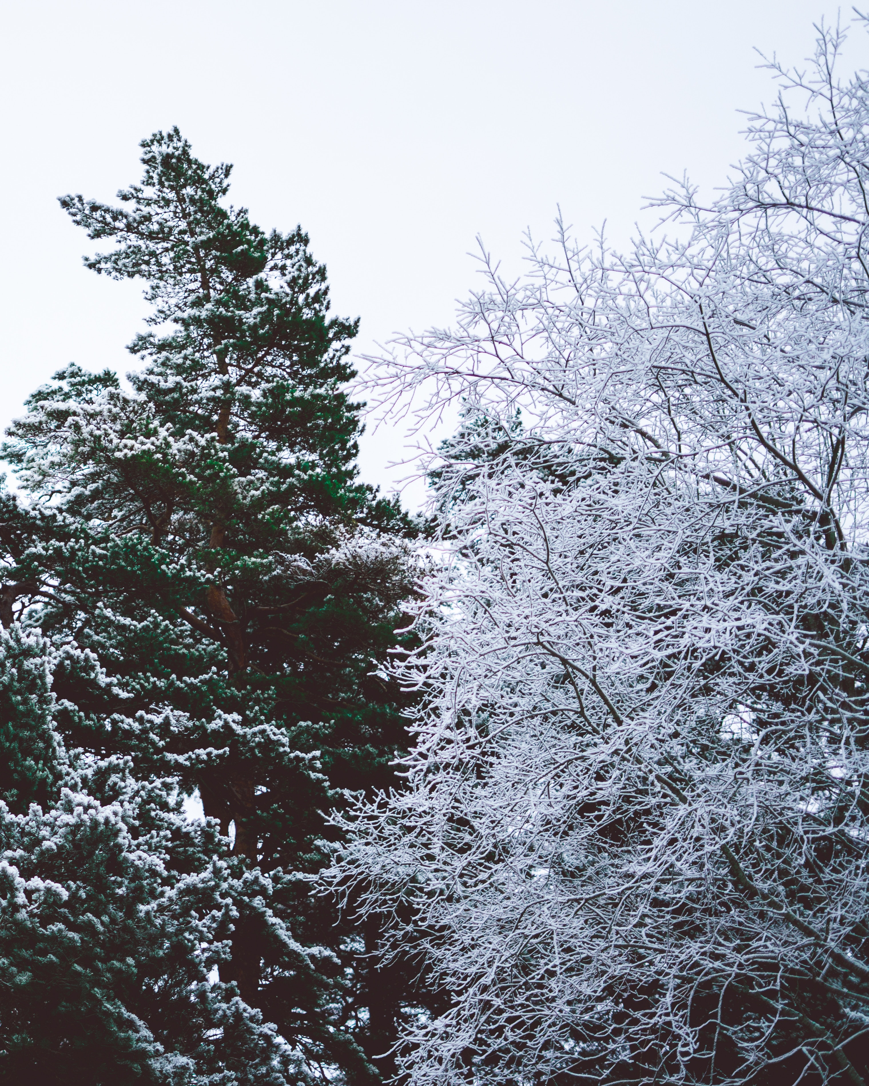 winter, nature, trees, sky, branches, frost, hoarfrost Full HD