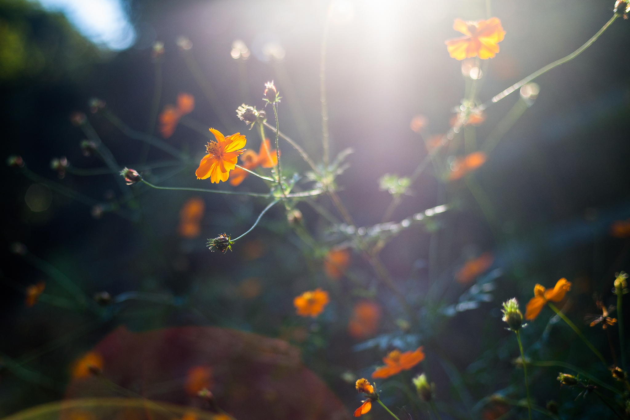 Descarga gratis la imagen Naturaleza, Flores, Flor, Tierra/naturaleza, Macrofotografía en el escritorio de tu PC