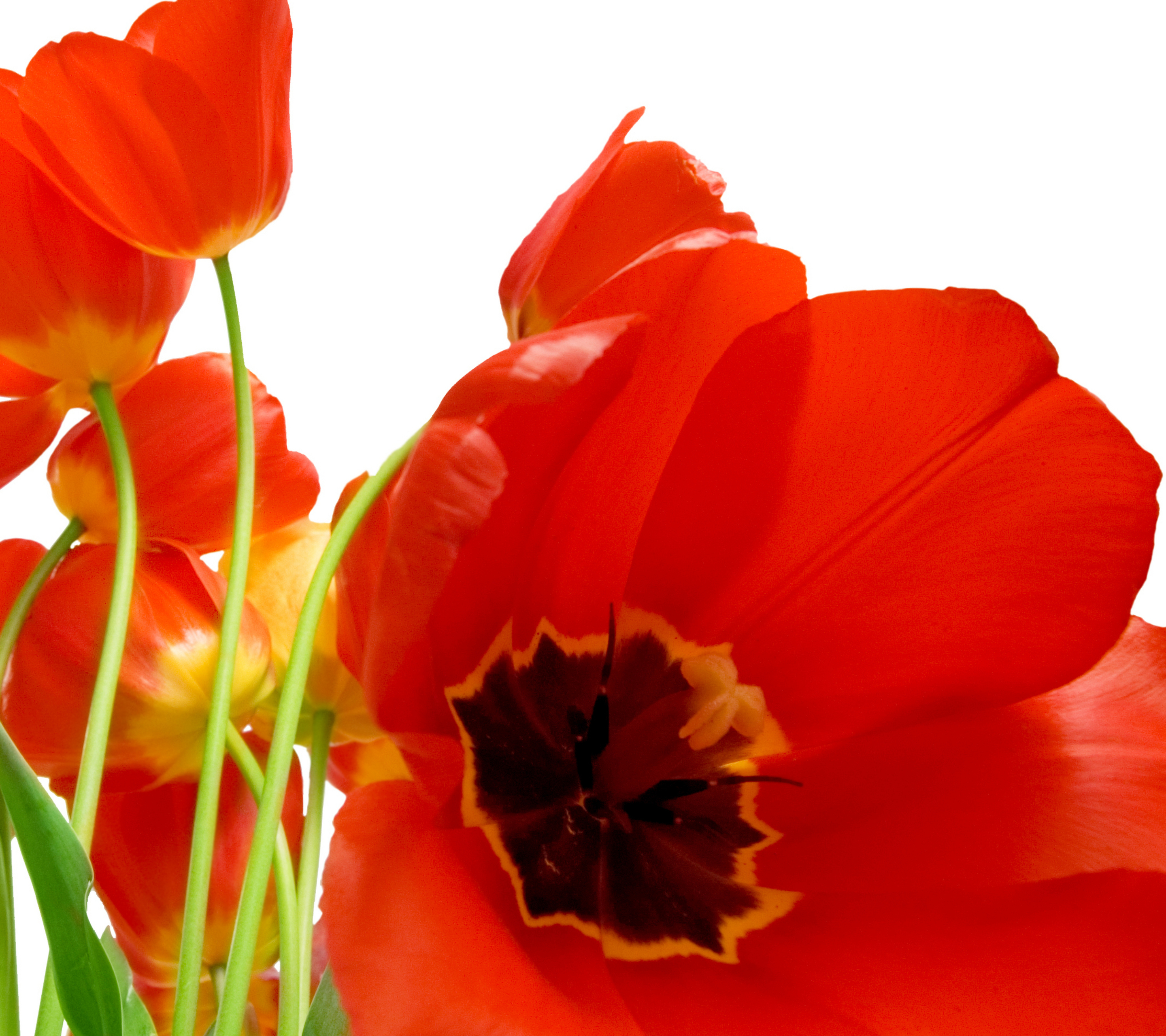 Téléchargez gratuitement l'image Fleurs, Fleur, Fermer, Coquelicot, Fleur Rouge, La Nature, Terre/nature sur le bureau de votre PC